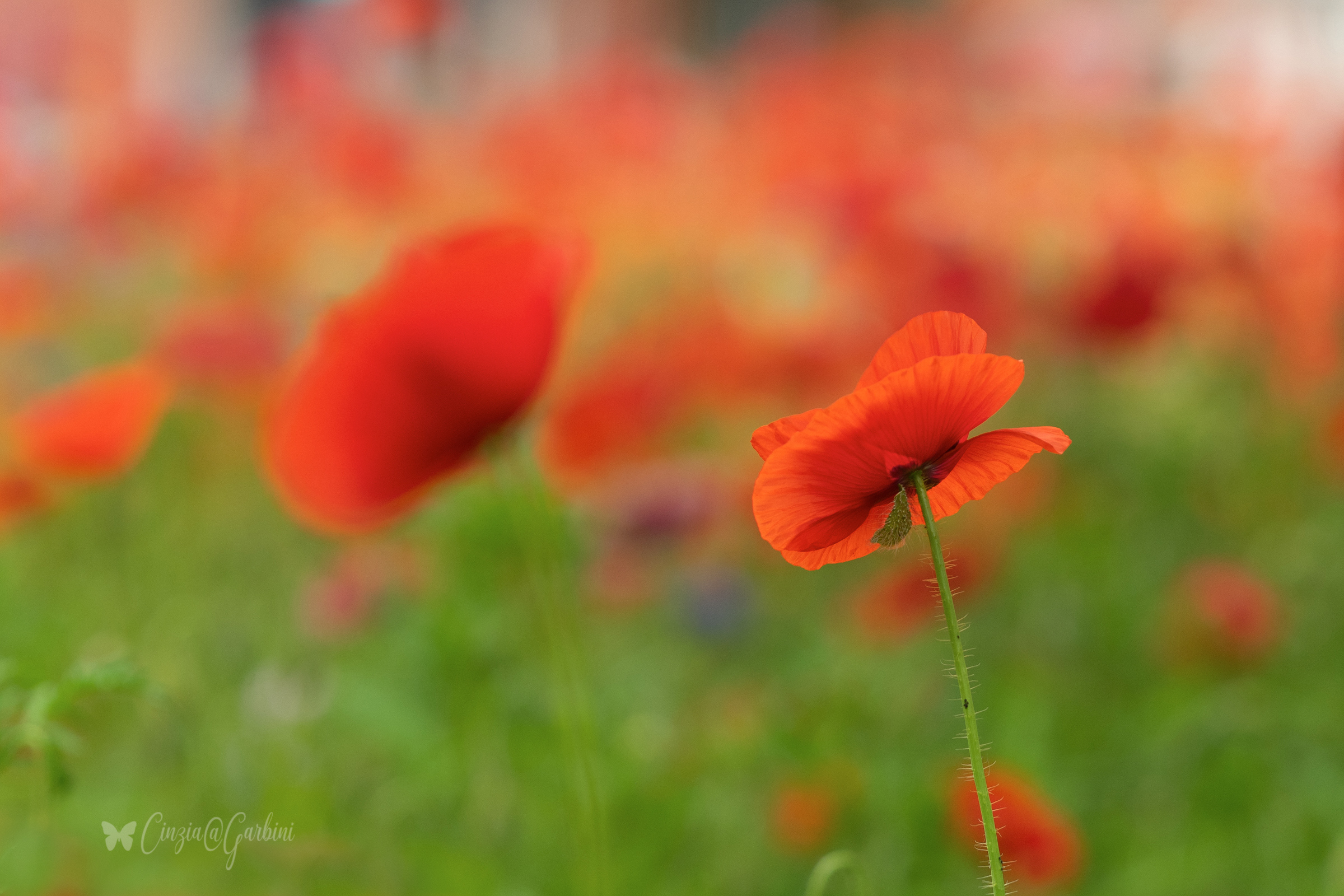 you know poppies....