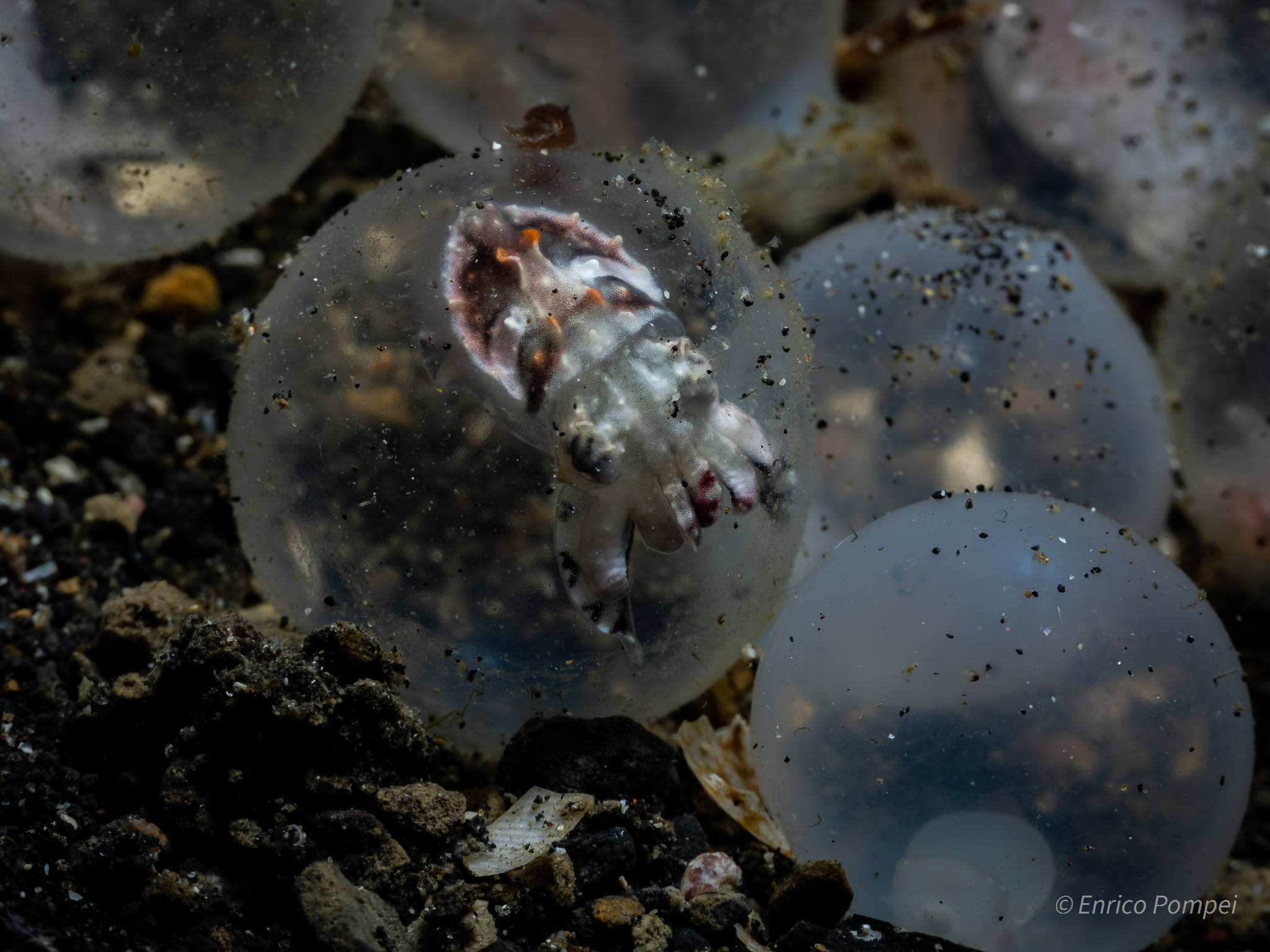 É nato prima l'uovo o la seppia?