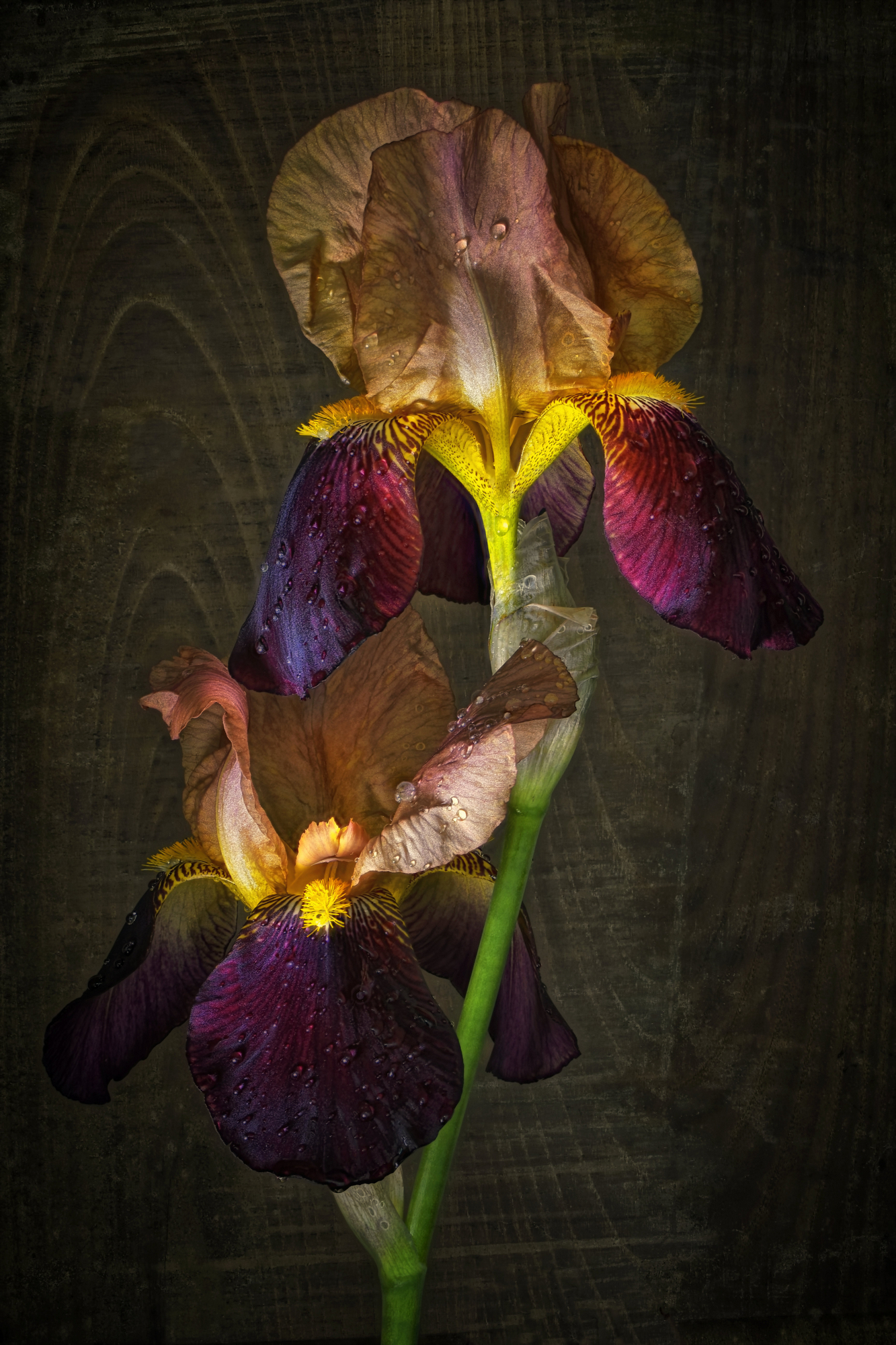 Romantic irises
