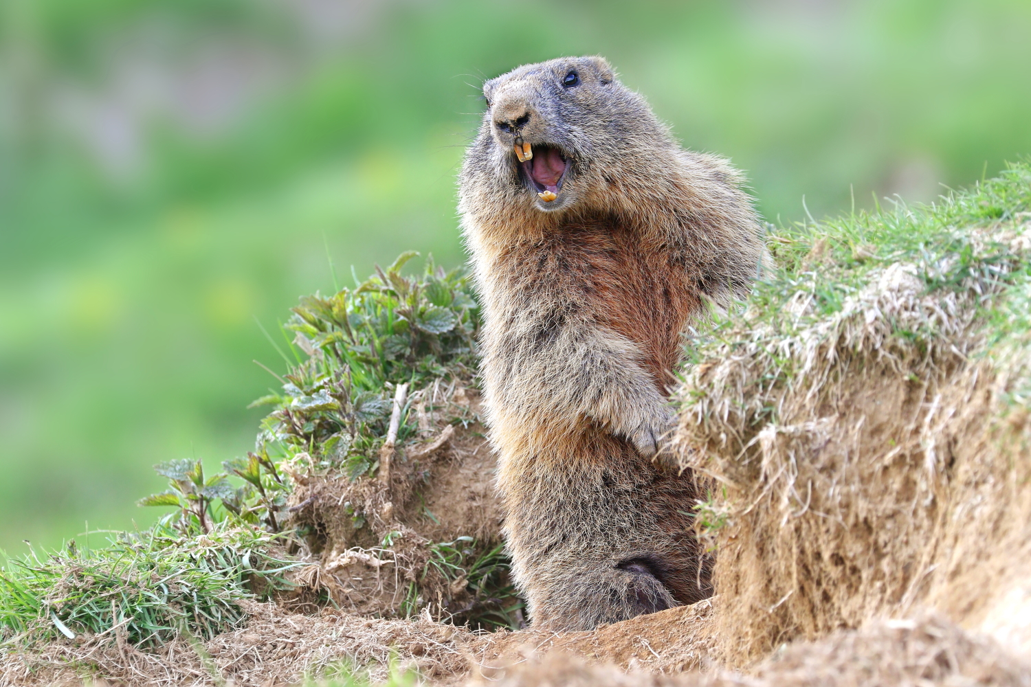 Marmotta