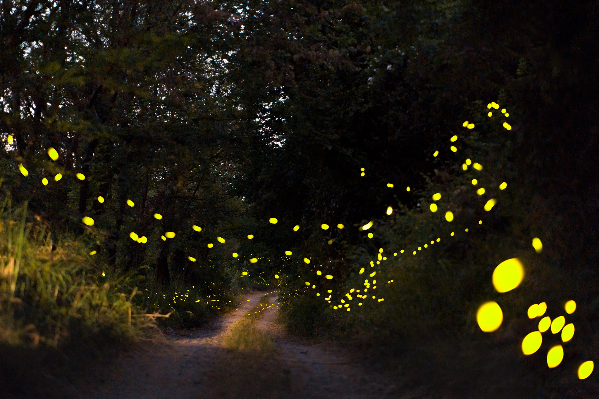 :: Fireflies trail ::