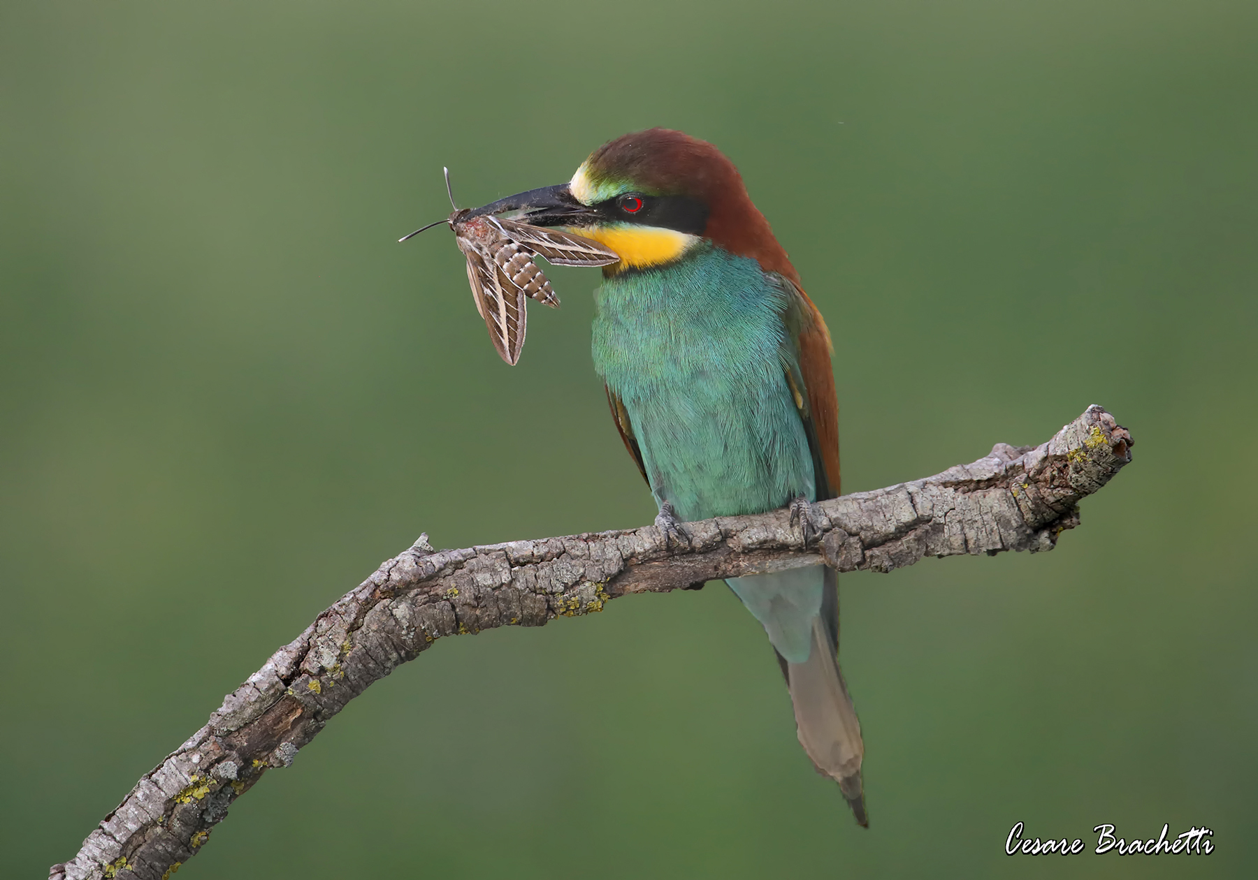 bee-eater