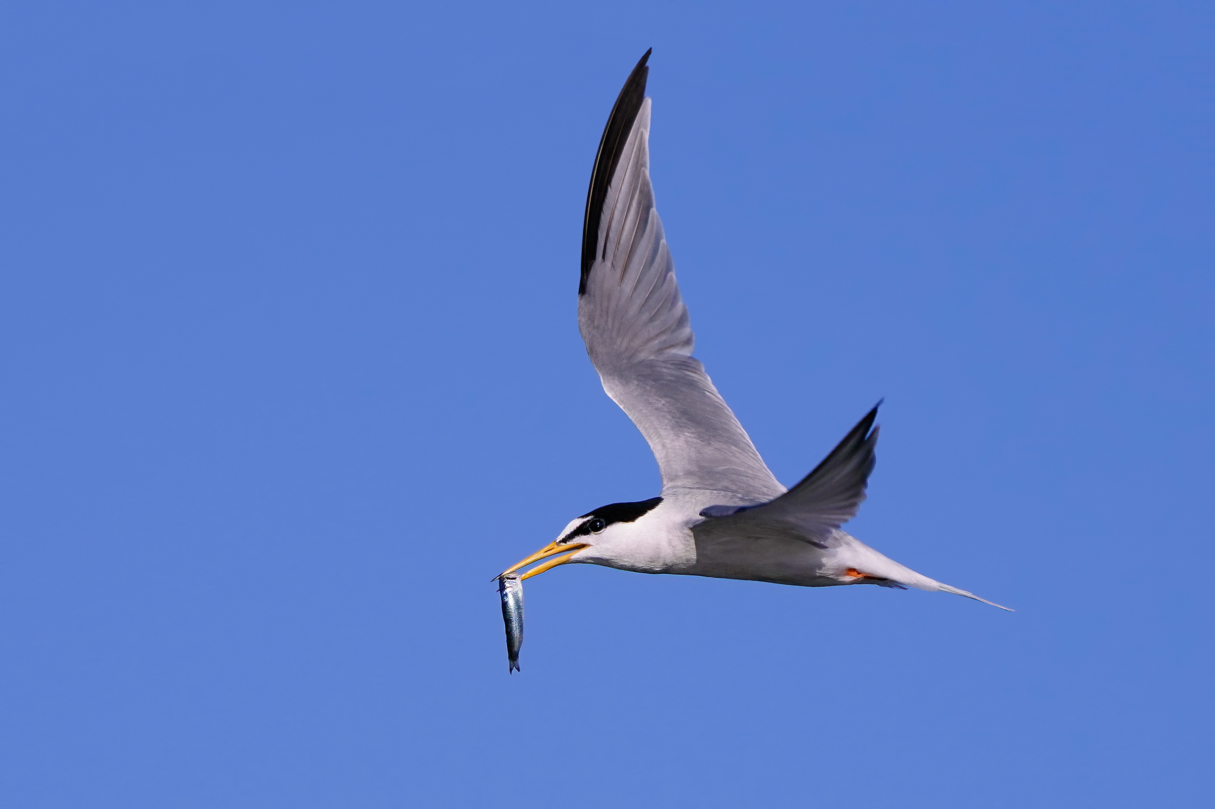Friar with wedding gift
