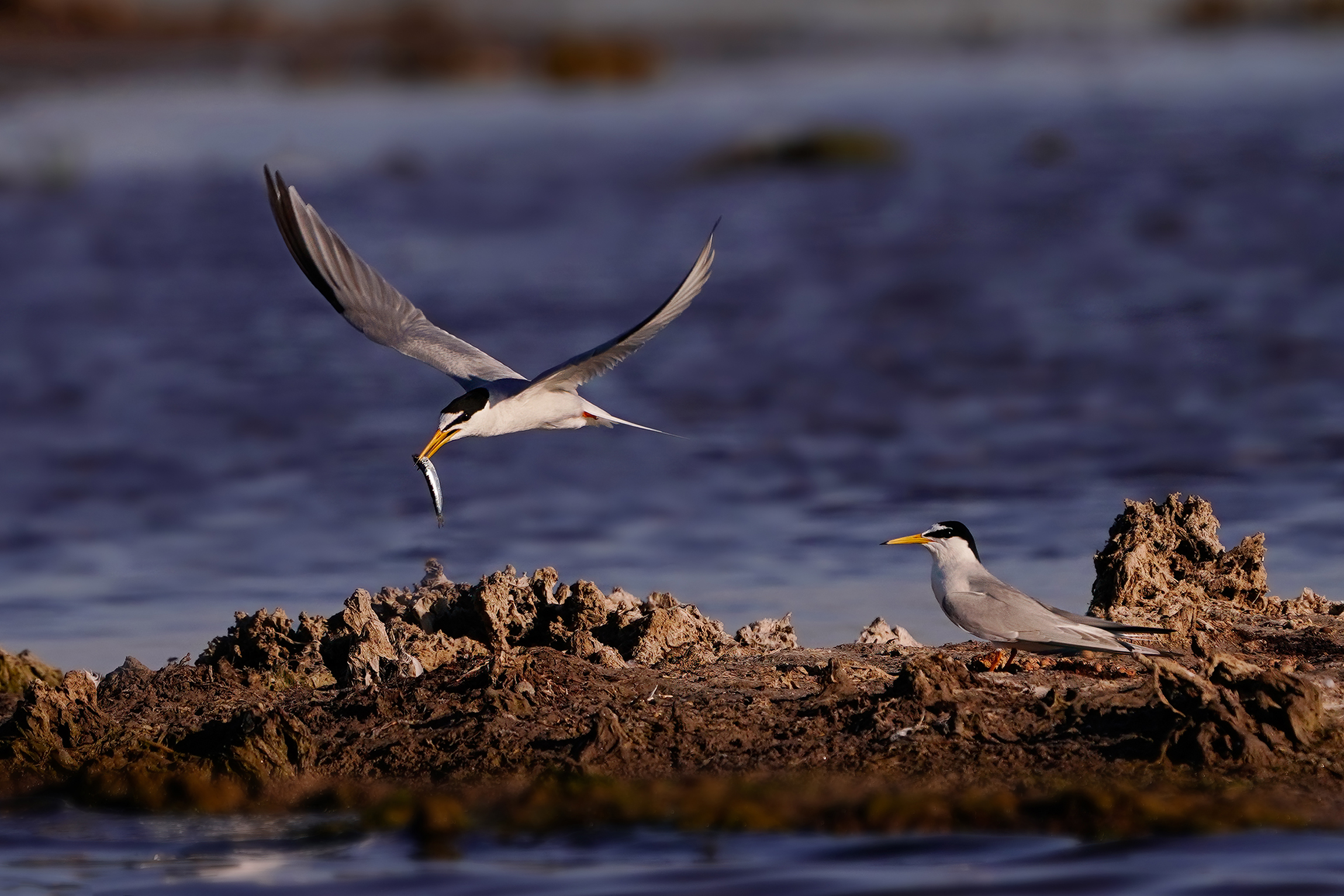 Il corteggiamento dei fraticelli