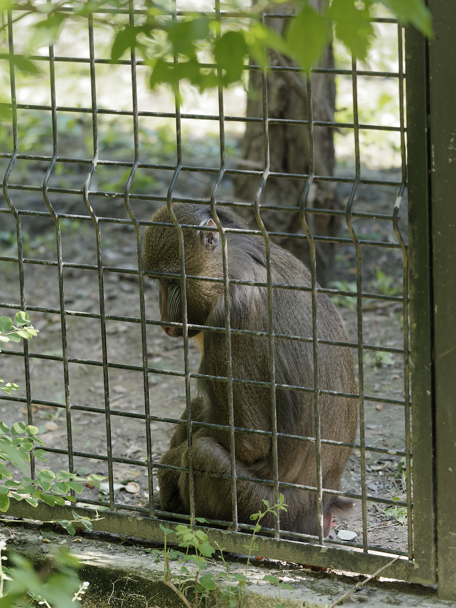Parco faunistico Val Corba 1