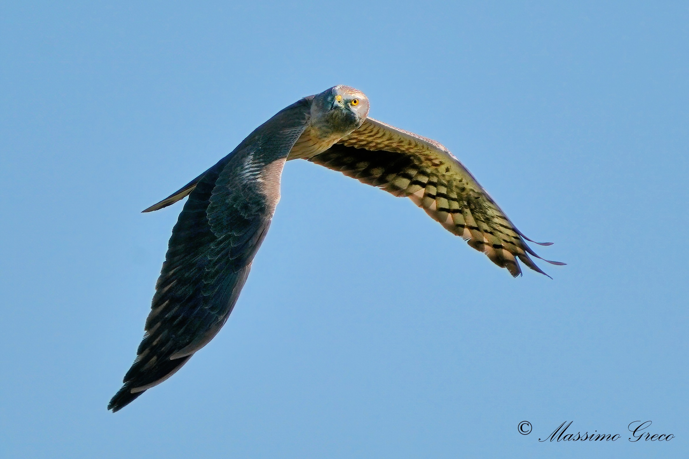 Lesser Albanella (Circus pygargus) - male
