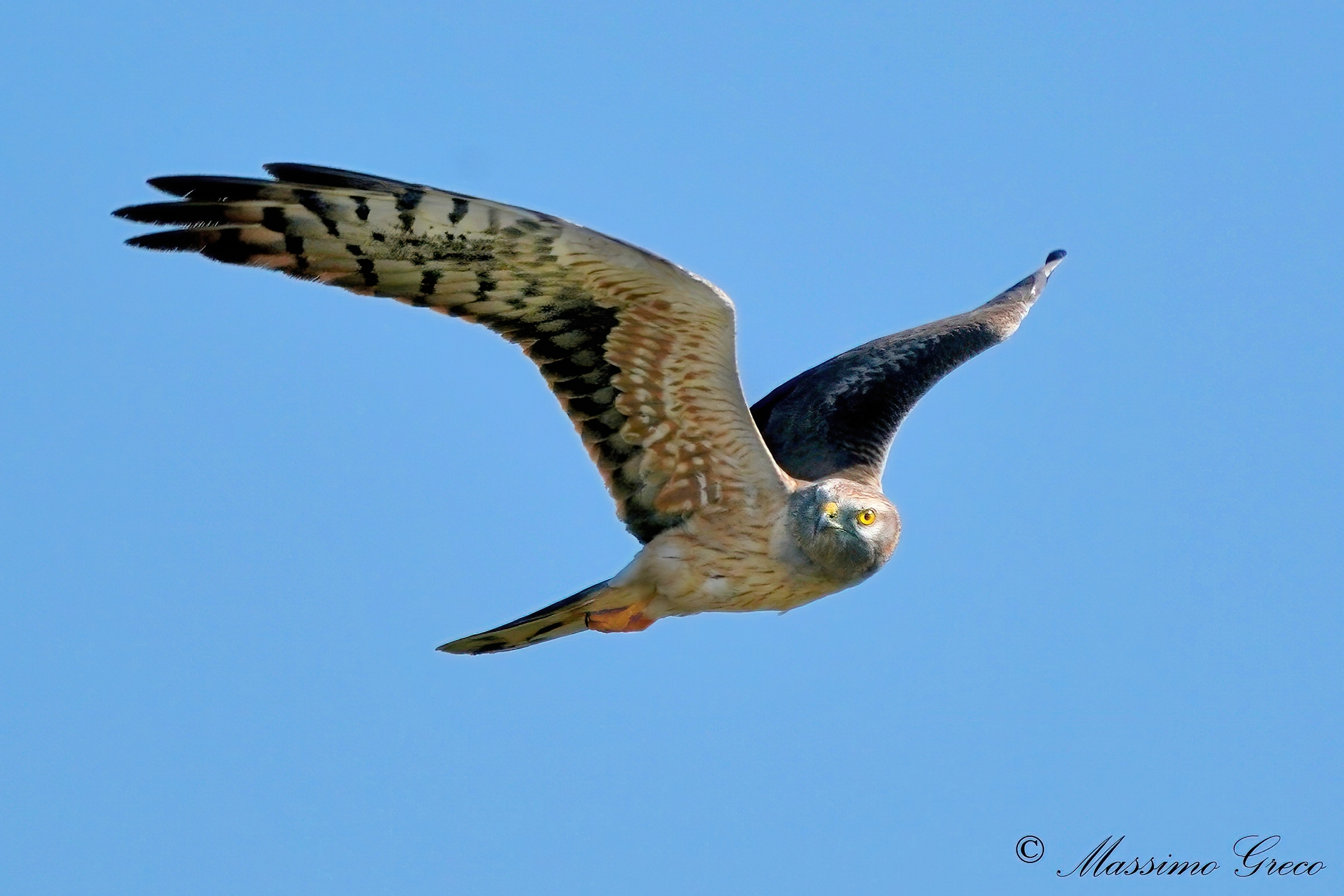 hen harrier