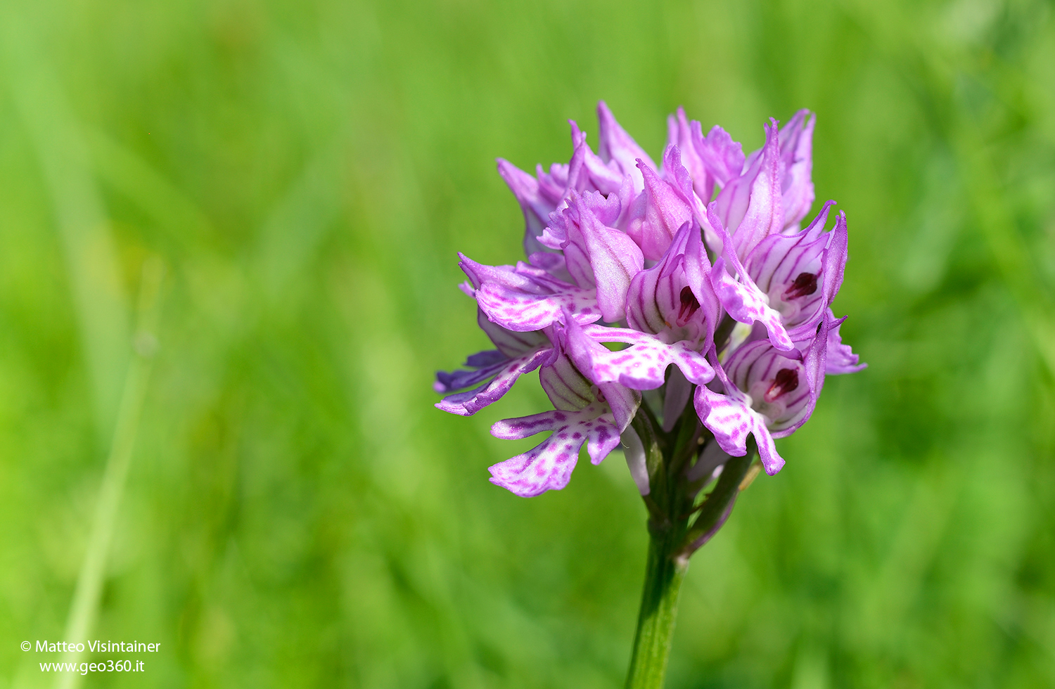 Globosa Orchid Traunsteinera Globosa