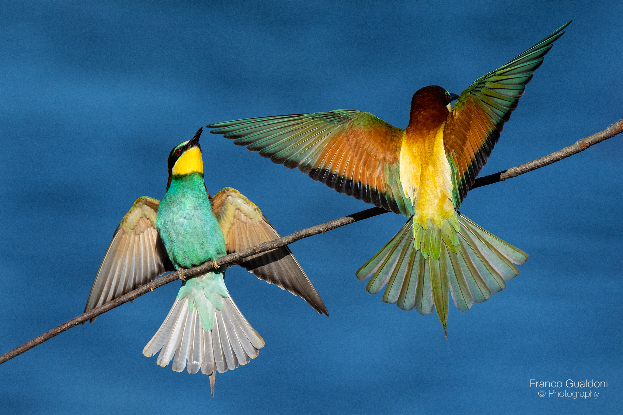 Gruccione fronte e retro...