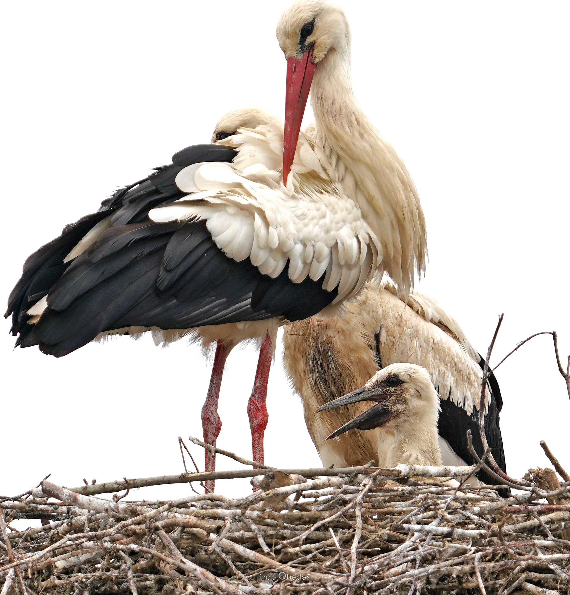 Portano i bambini.....