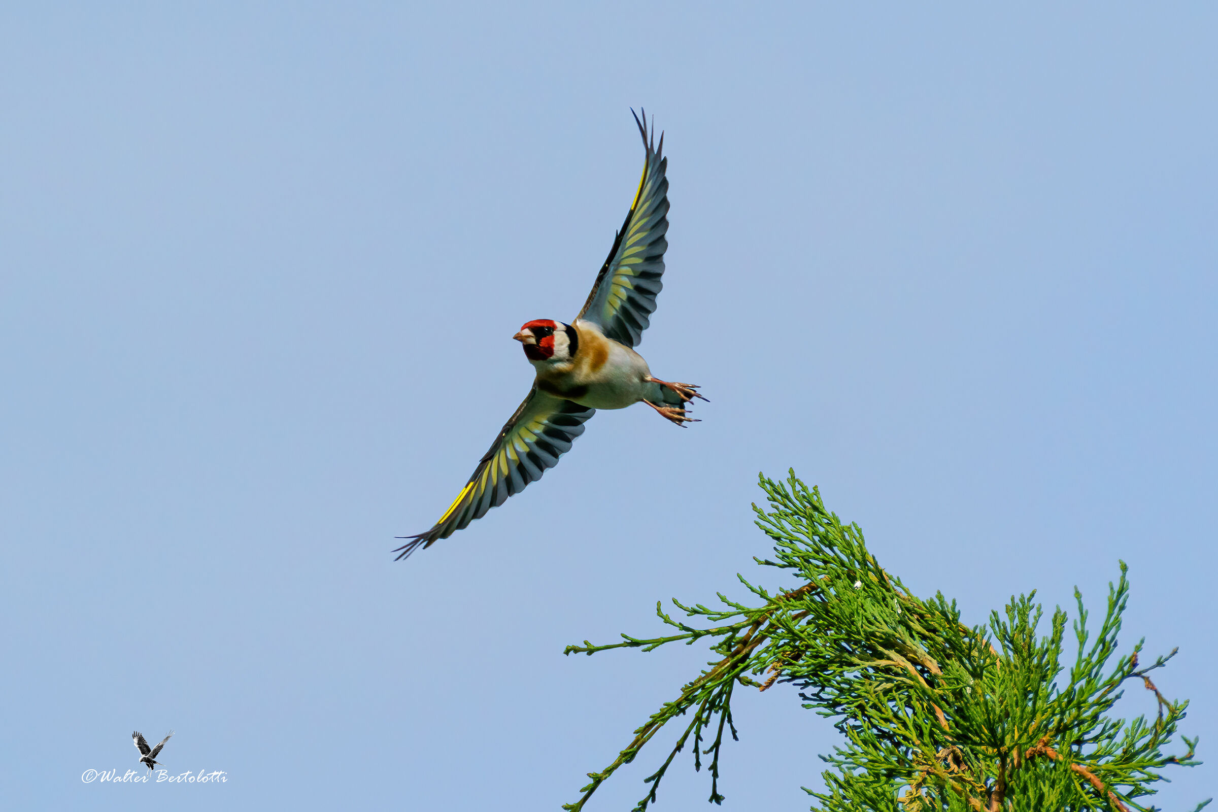 goldfinch