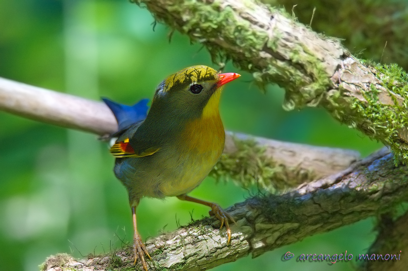 Luci ed ombre sull'usignolo del giappone
