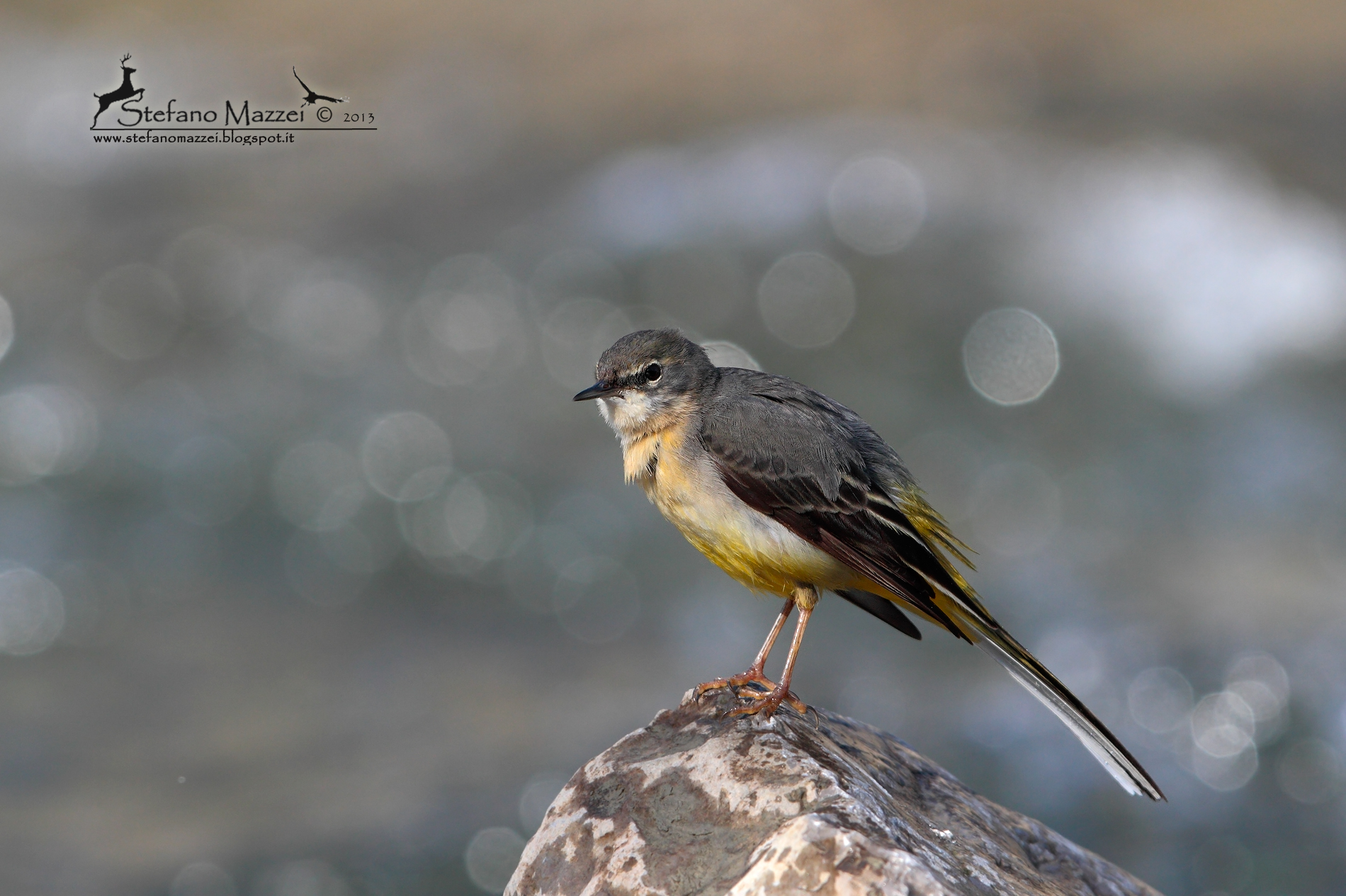 Ballerina Gialla ...