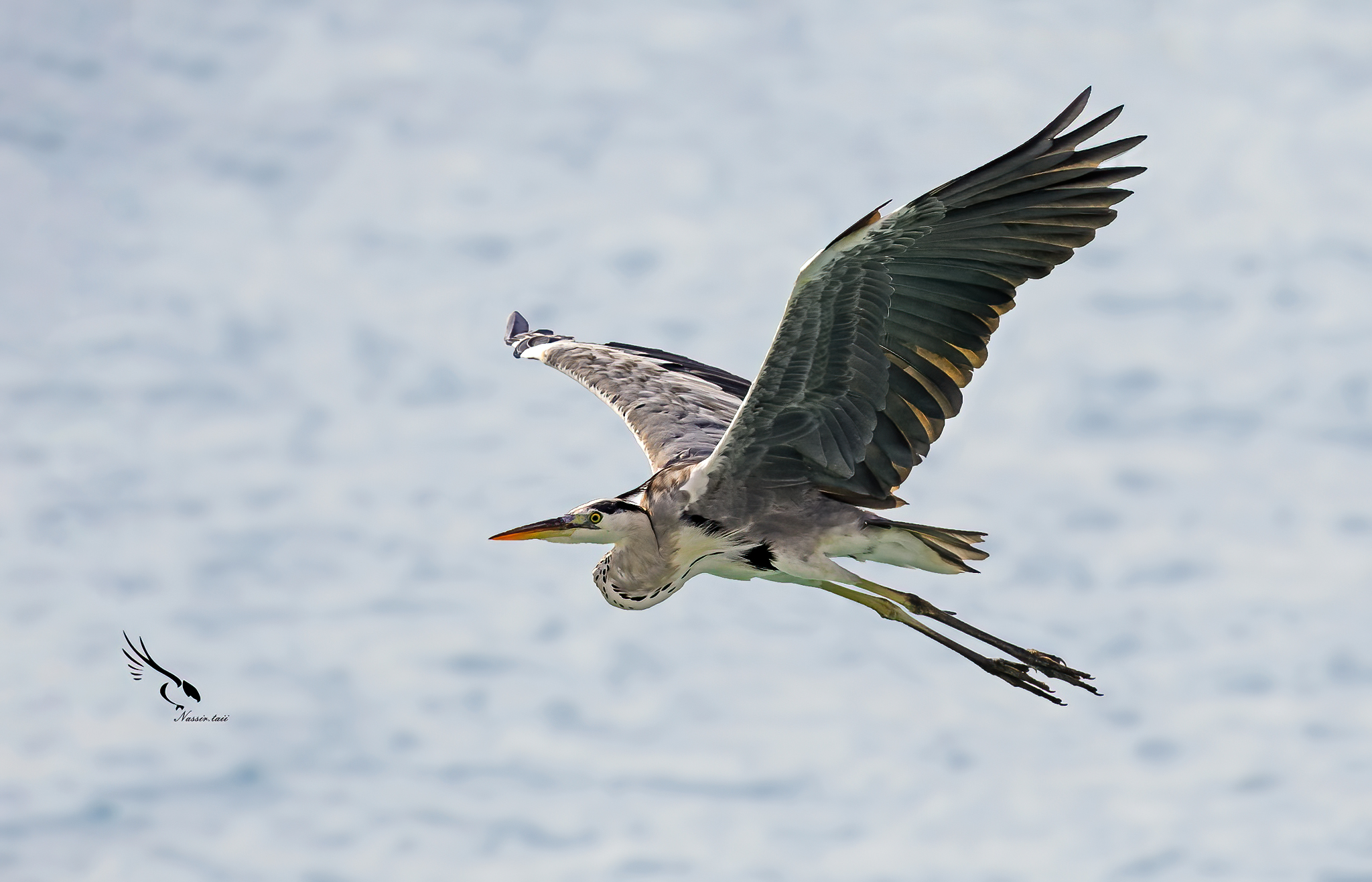 Airone della barriera corallina occidentale