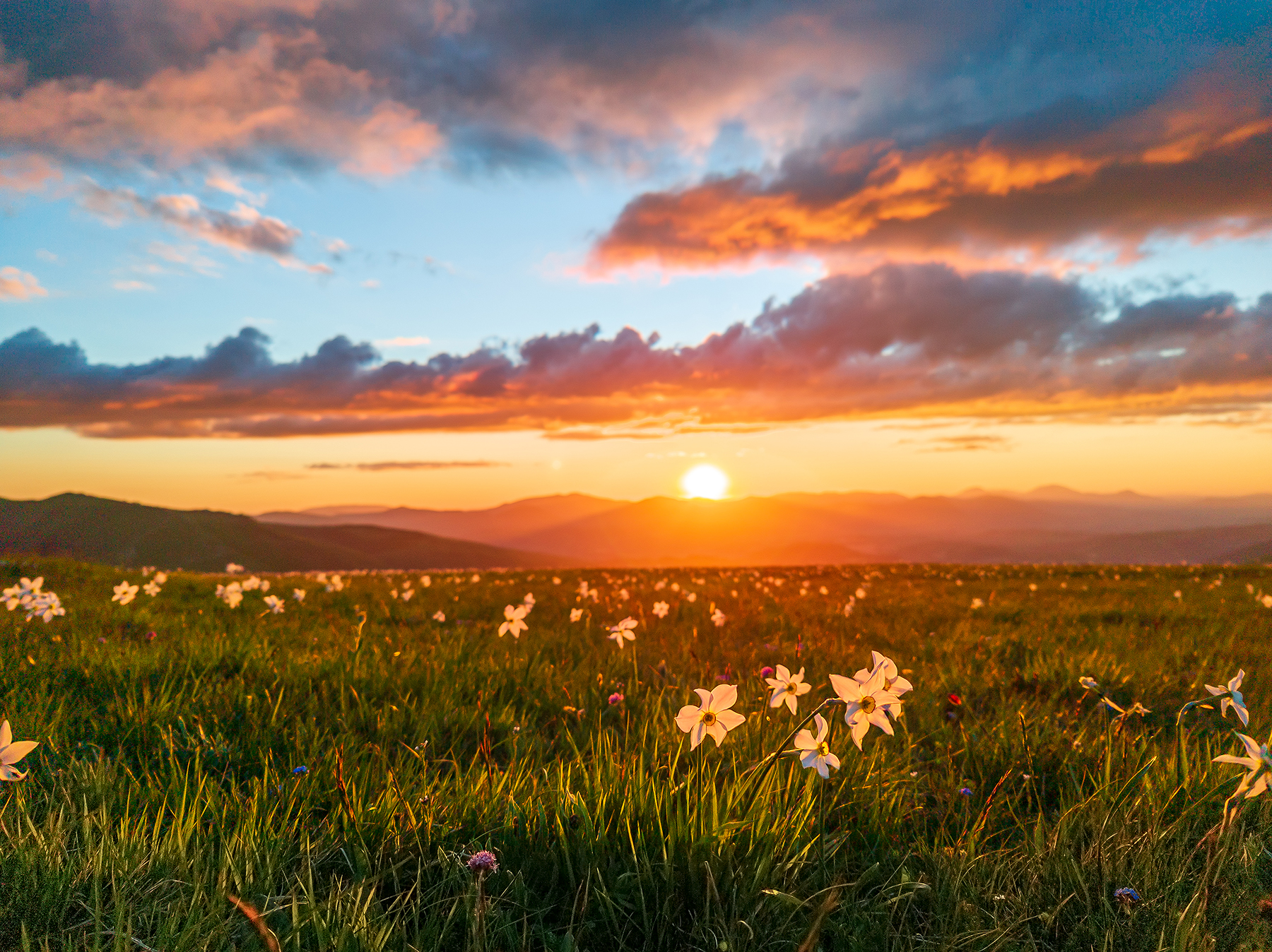 Narcisi al tramonto 2