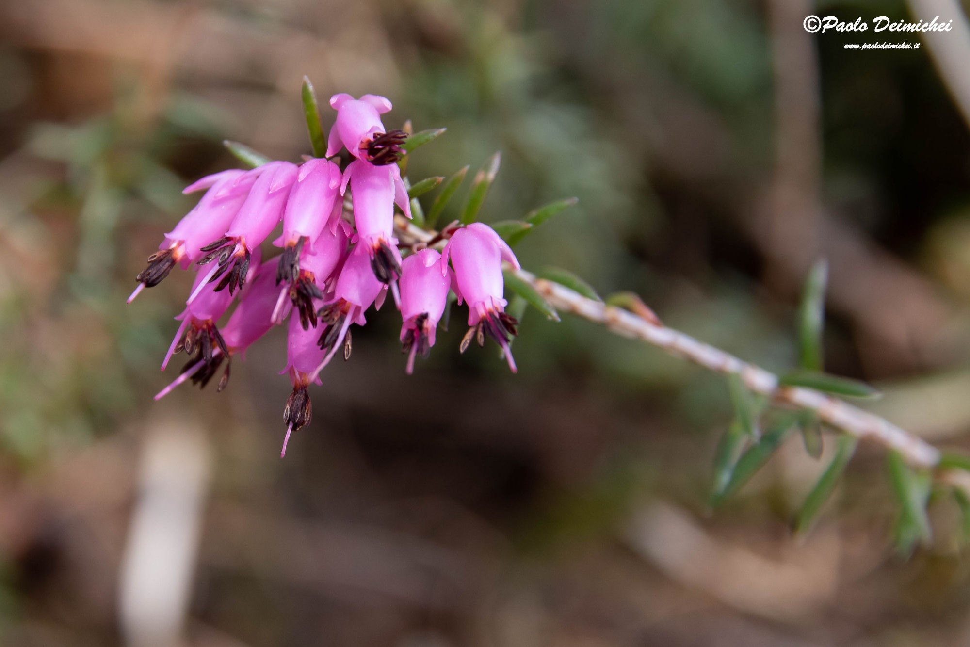 Macro of Erica carnea