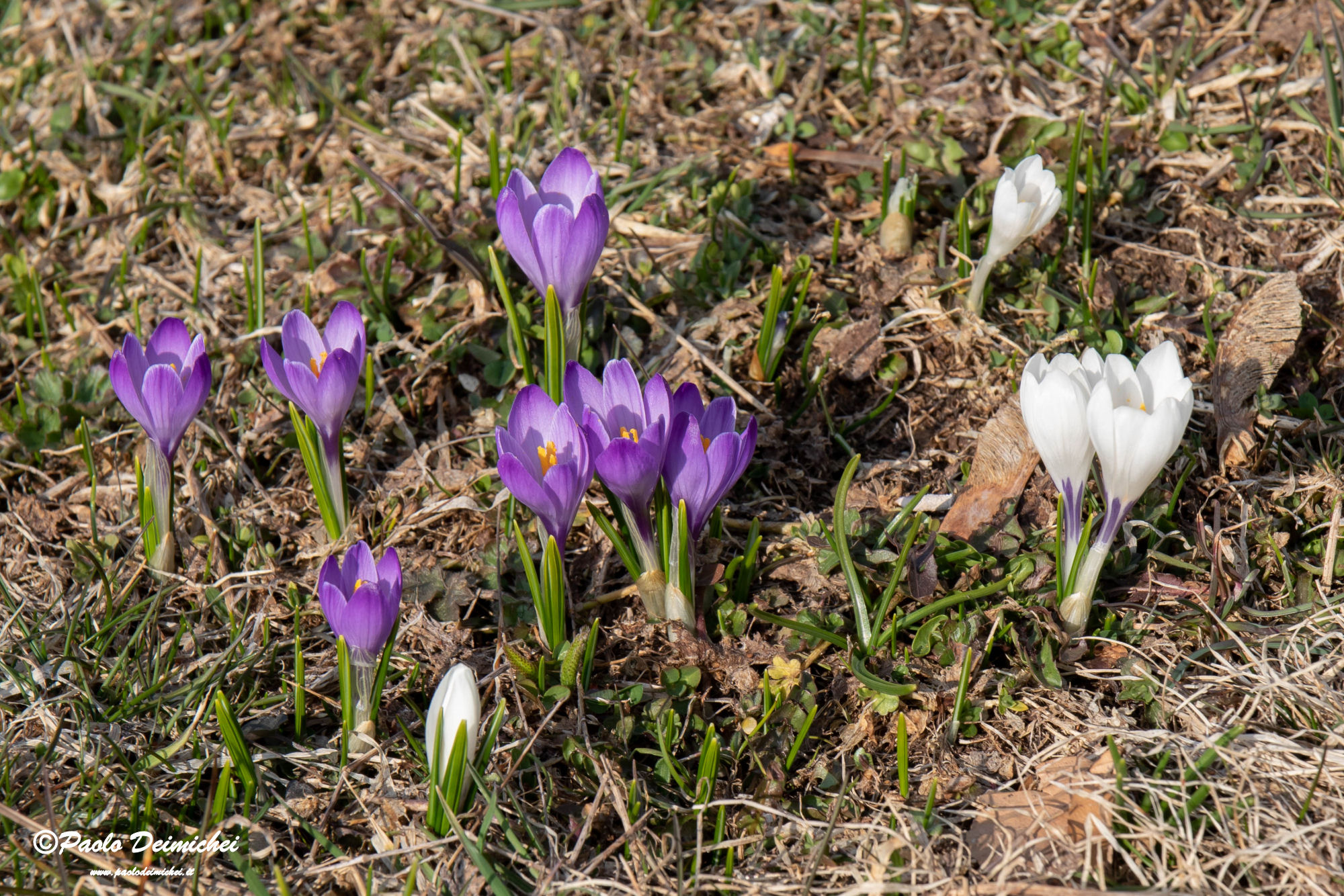 Crocus in Lexicon trentino