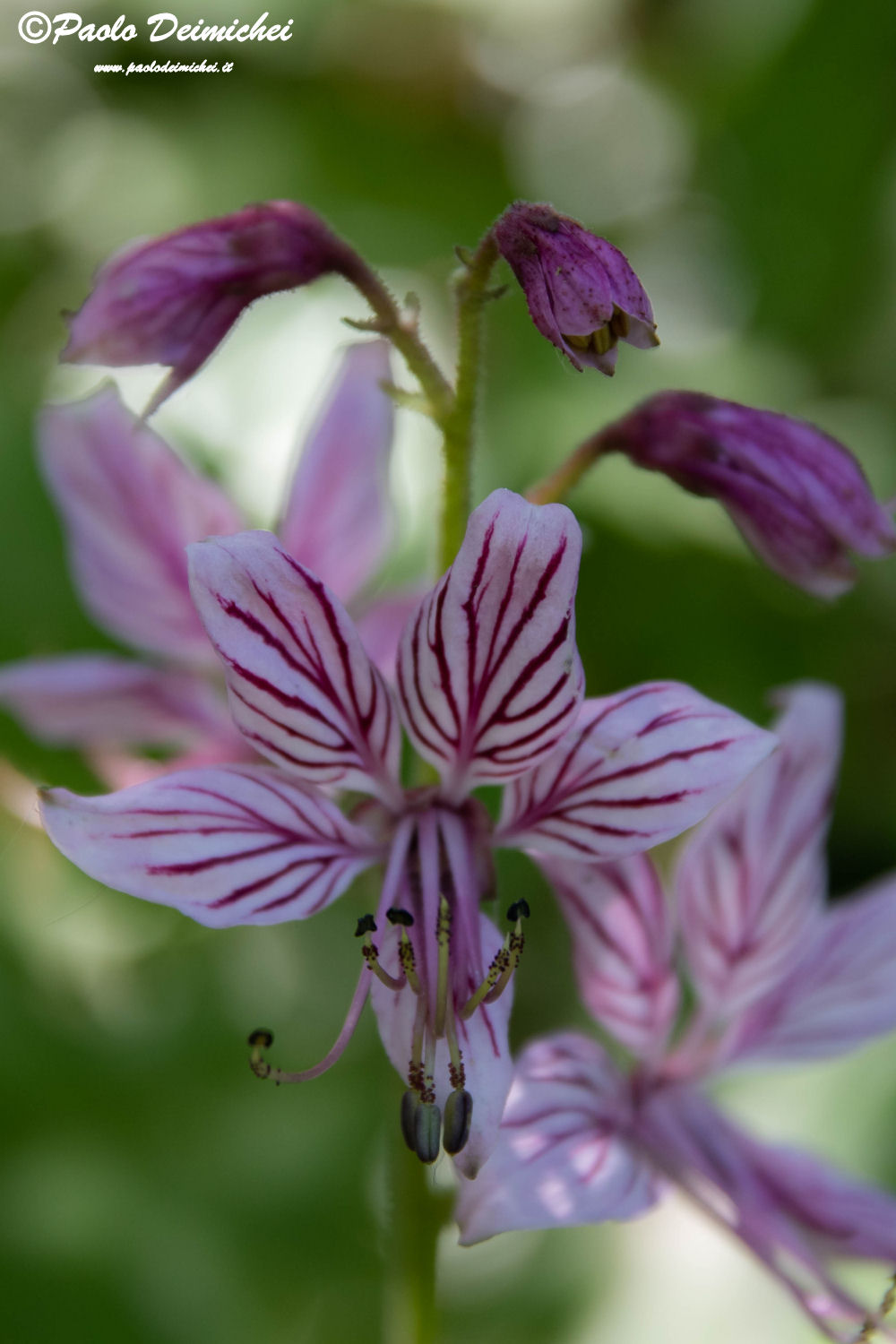 Dittamo (Frassinella, Limoncella) at bosco della Citt&agrave...