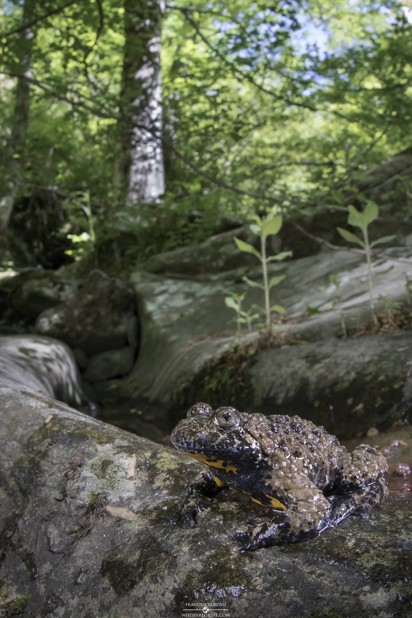 Apennine howl