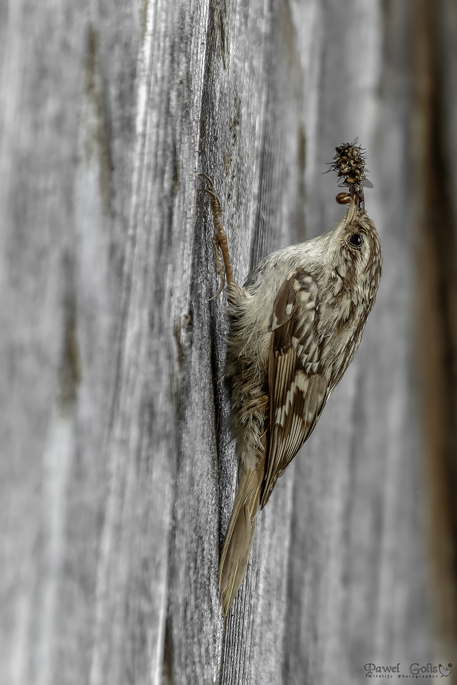 Treecreeper (Certhia familiaris)