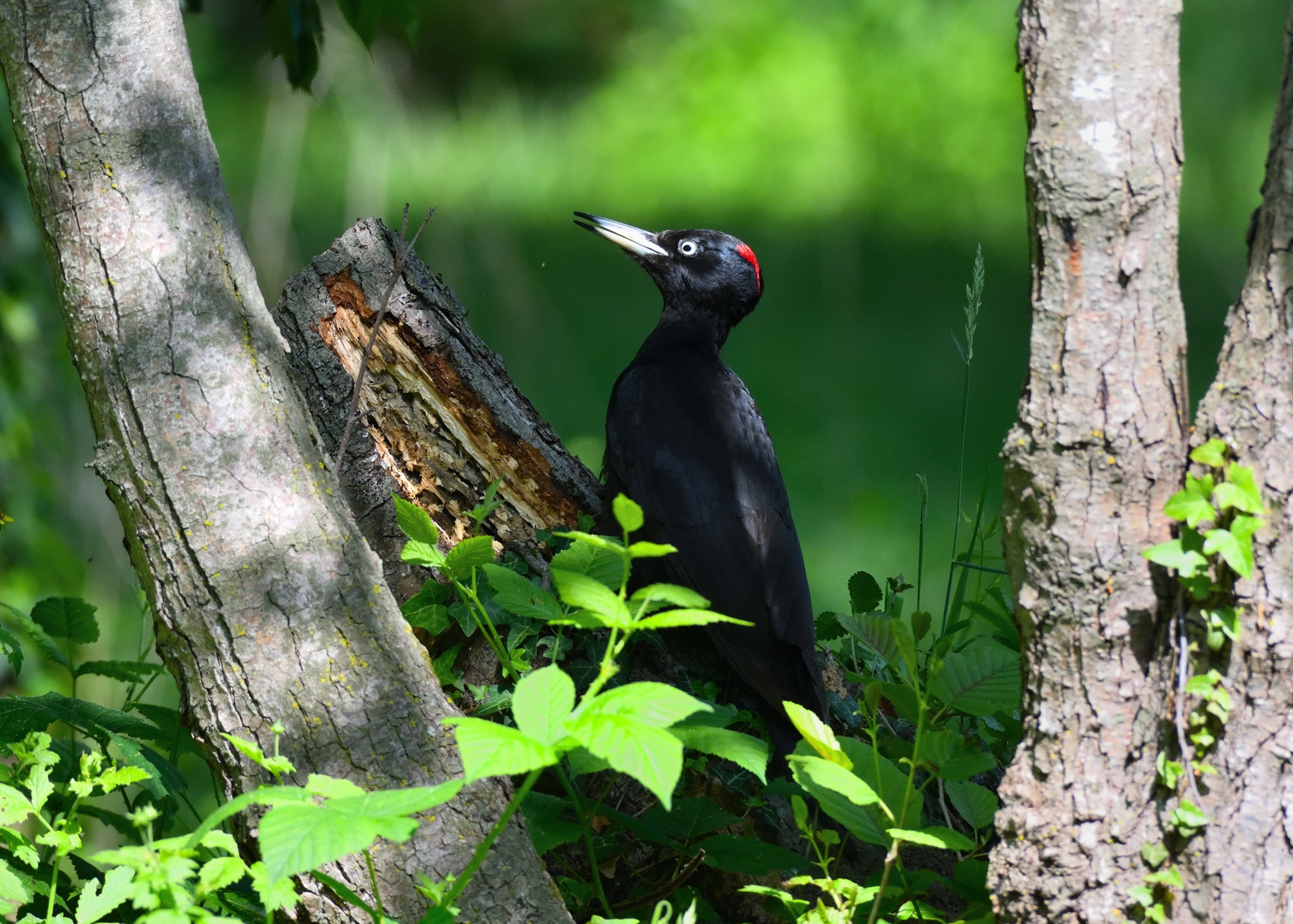 plain black woodpecker..