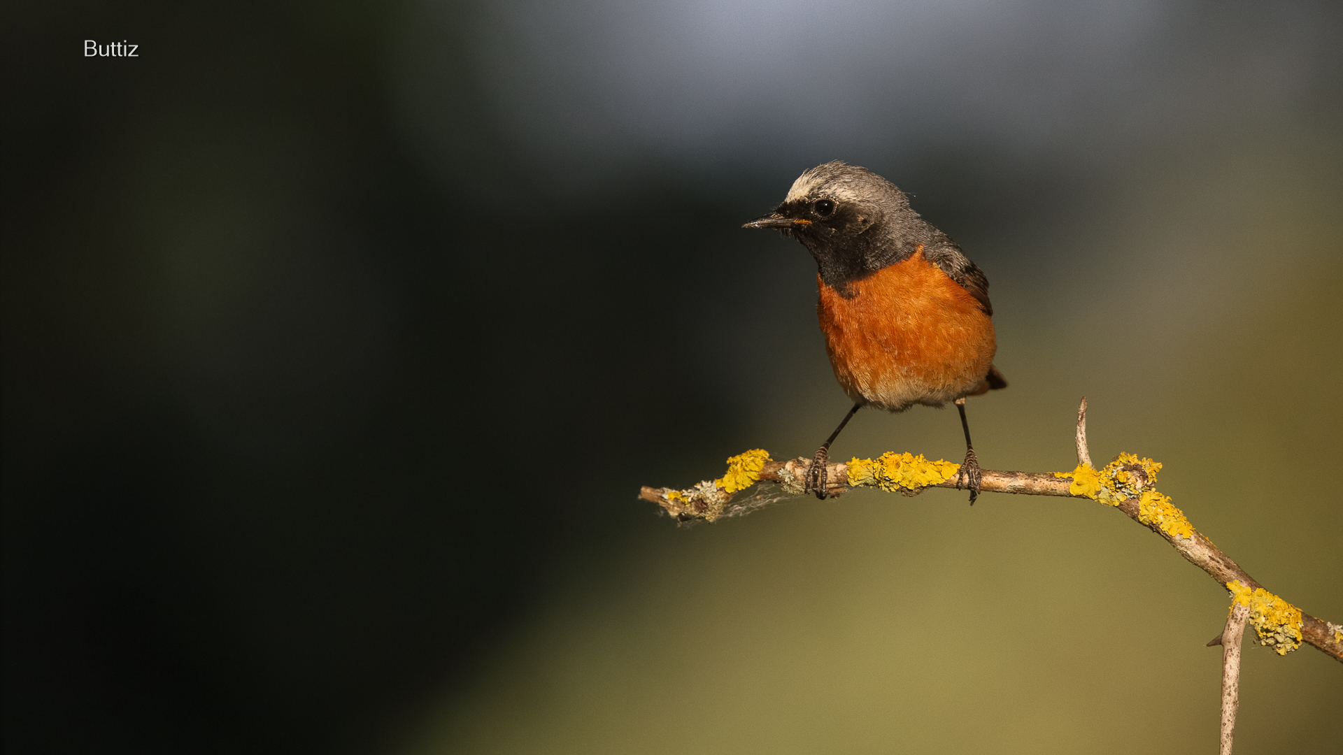 Common codirosso (m)