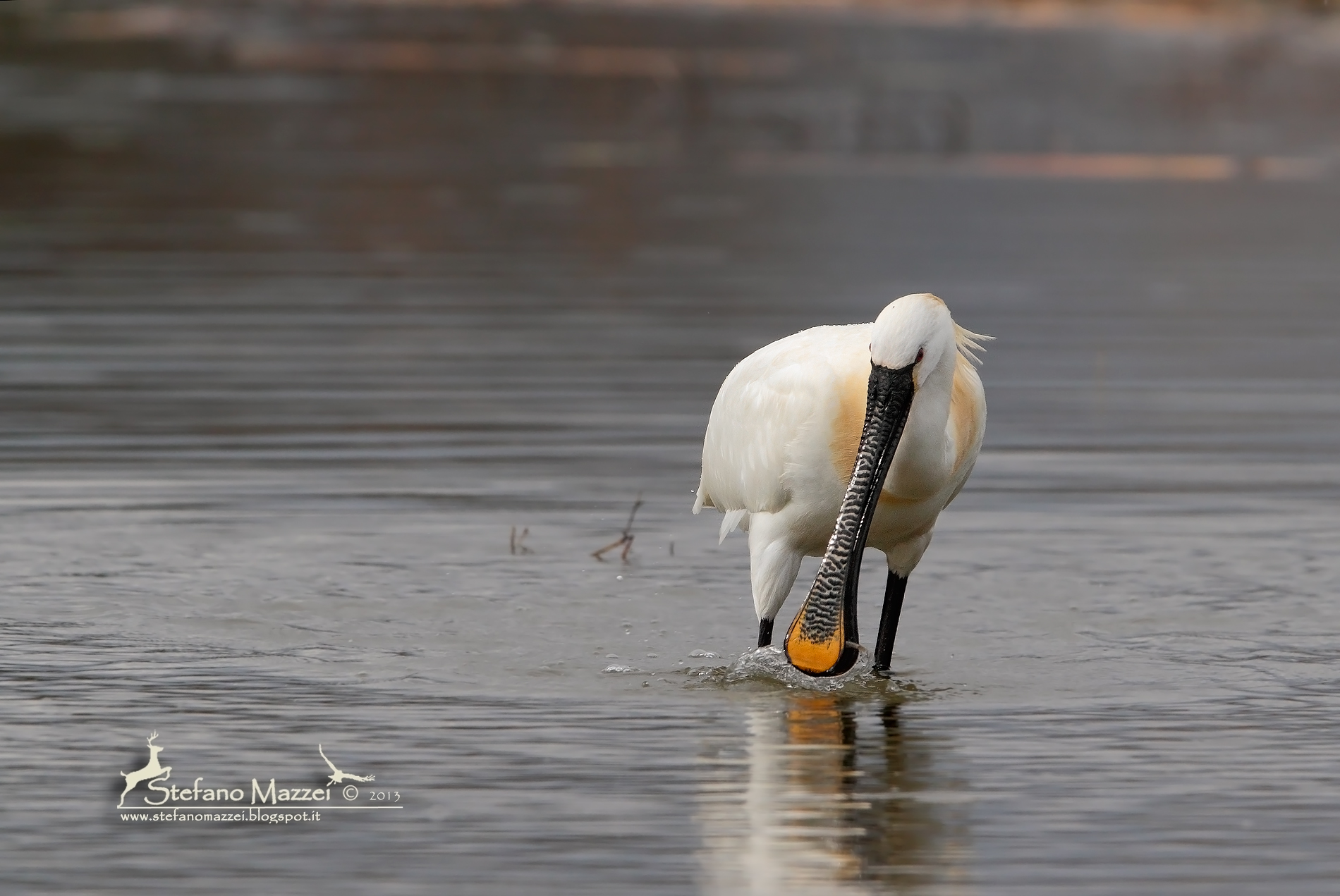 La Spatola e il pesciolino ...