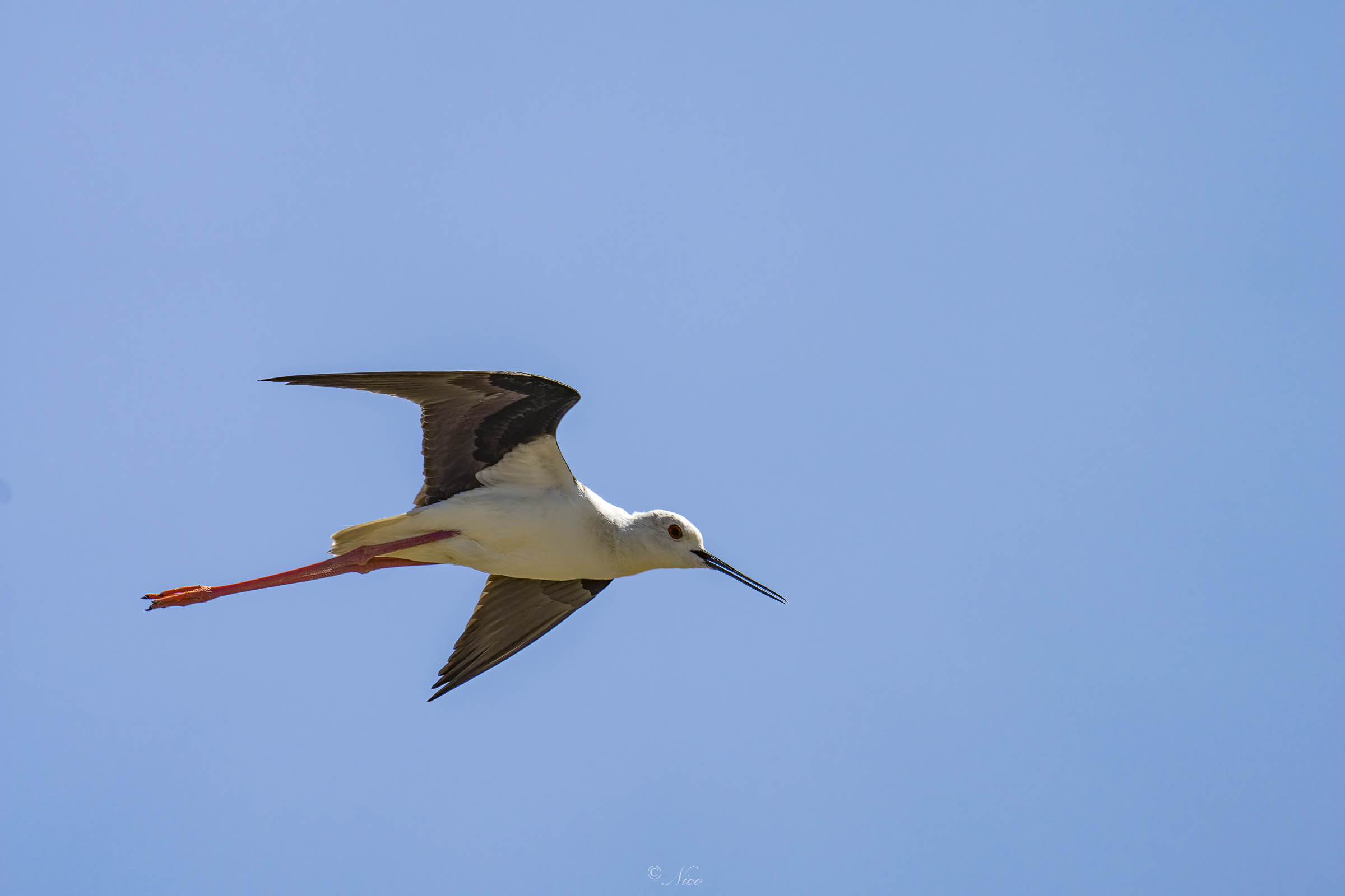 Cavaliere D'Italia in volo