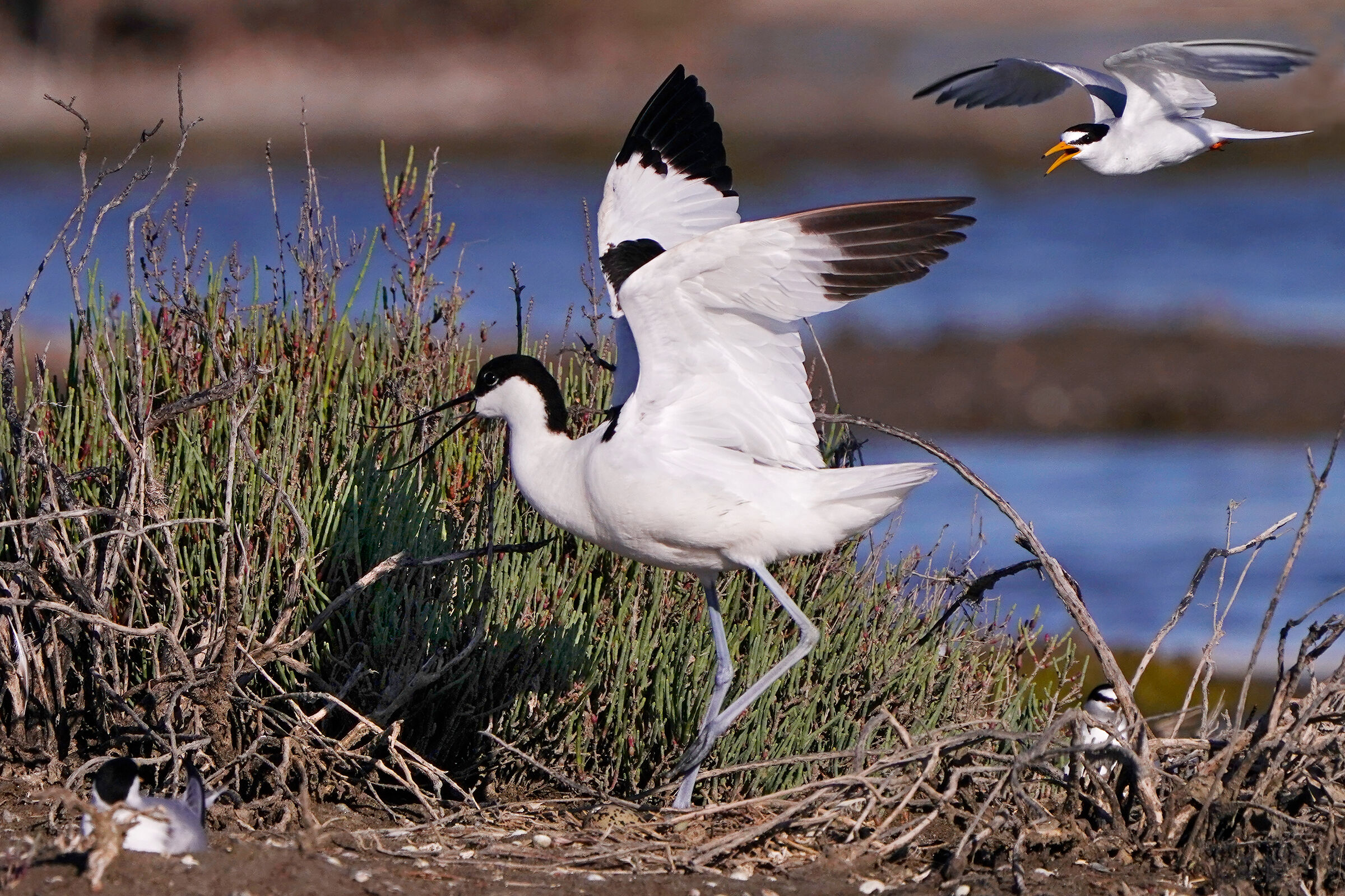 Condomini affollati -  Fraticello vs avocetta