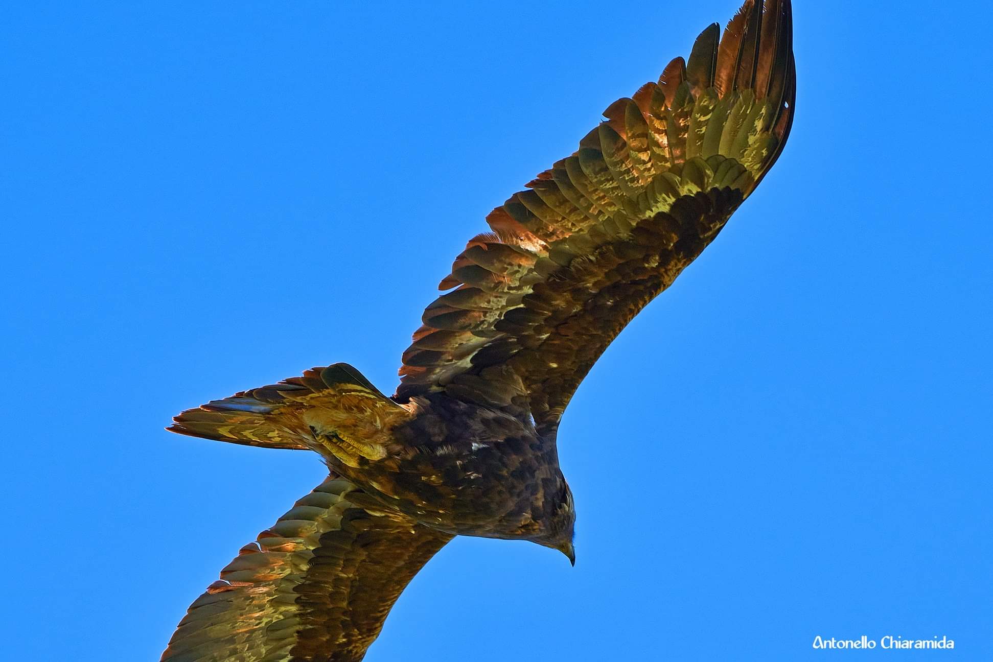 Aquila Reale Sardegna