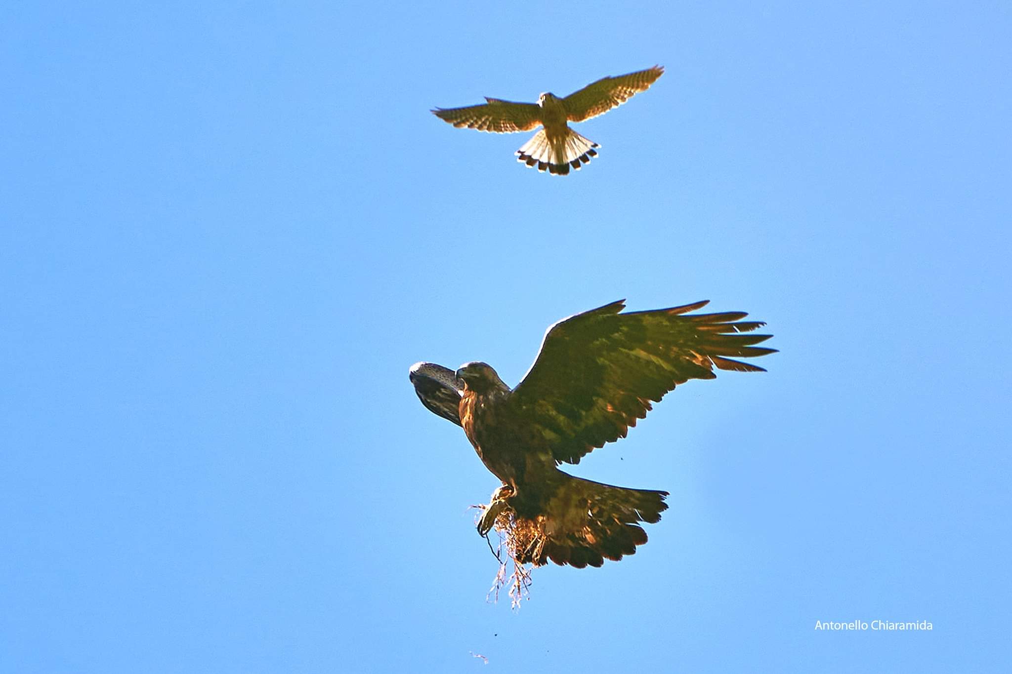 Mobbing Gheppio su Aquila Reale