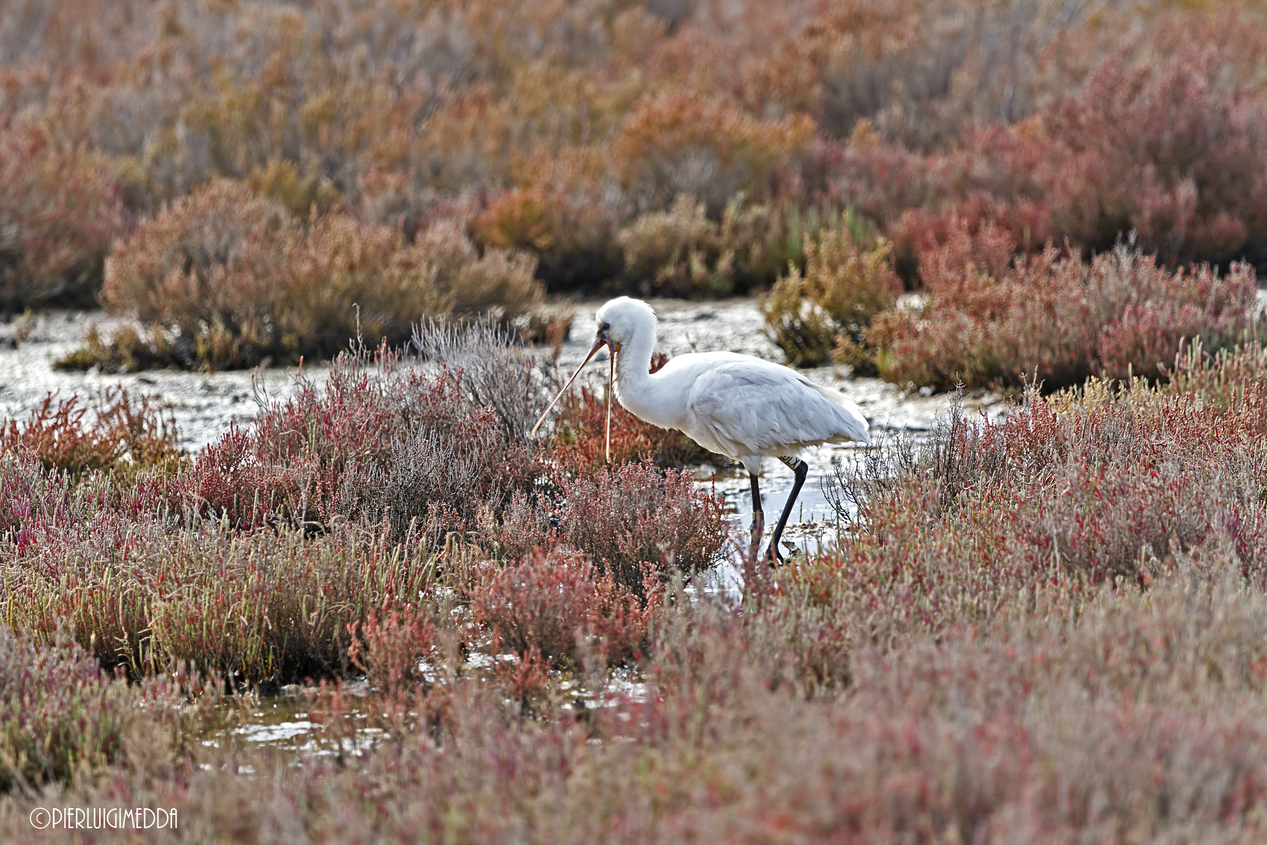 Spatola - Platalea leucorodia