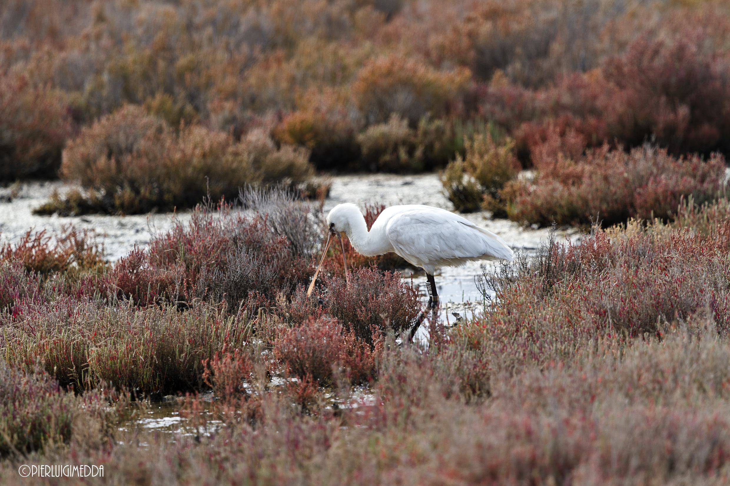 Spatola - Platalea leucorodia