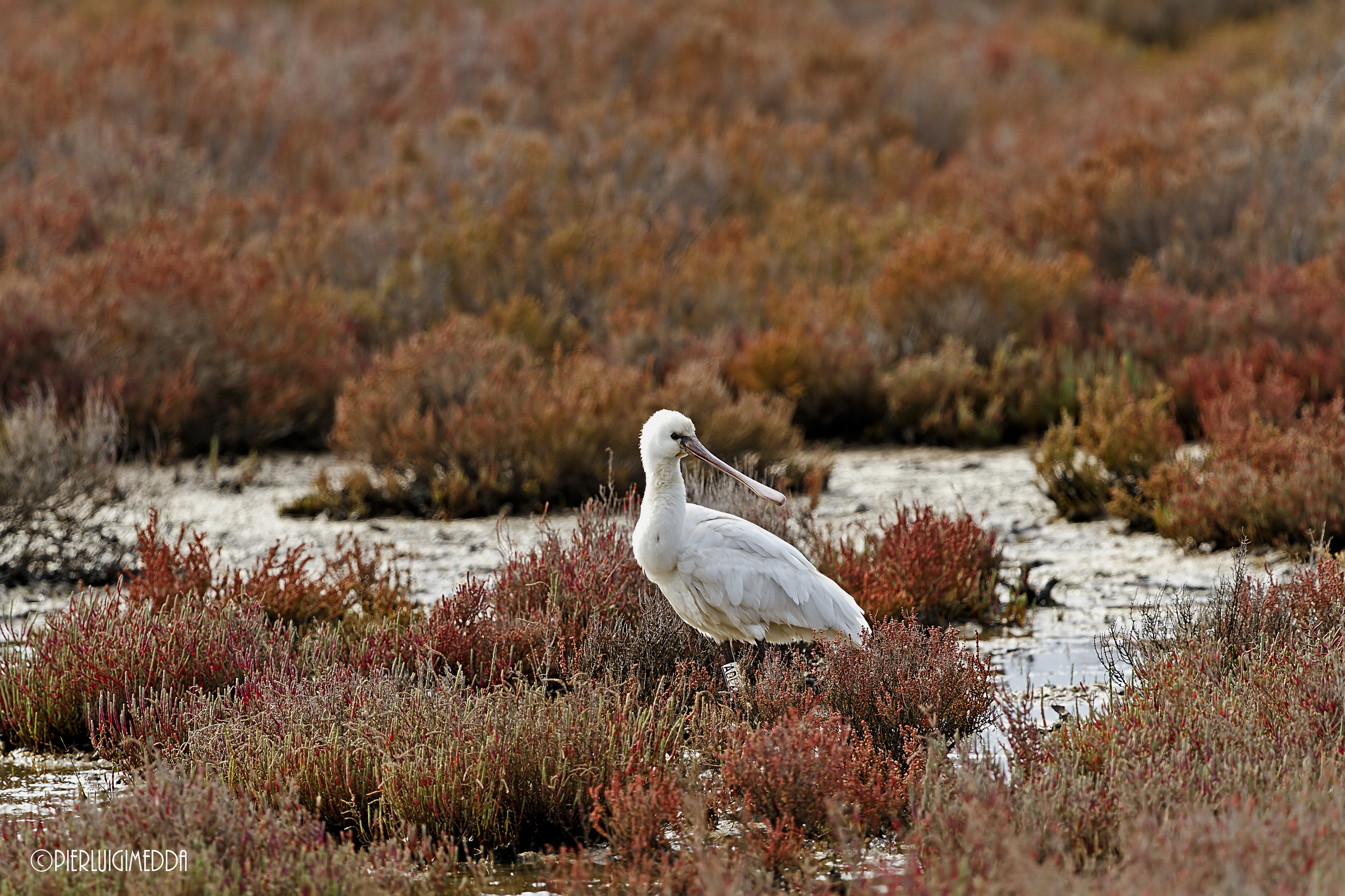 Spatola - Platalea leucorodia