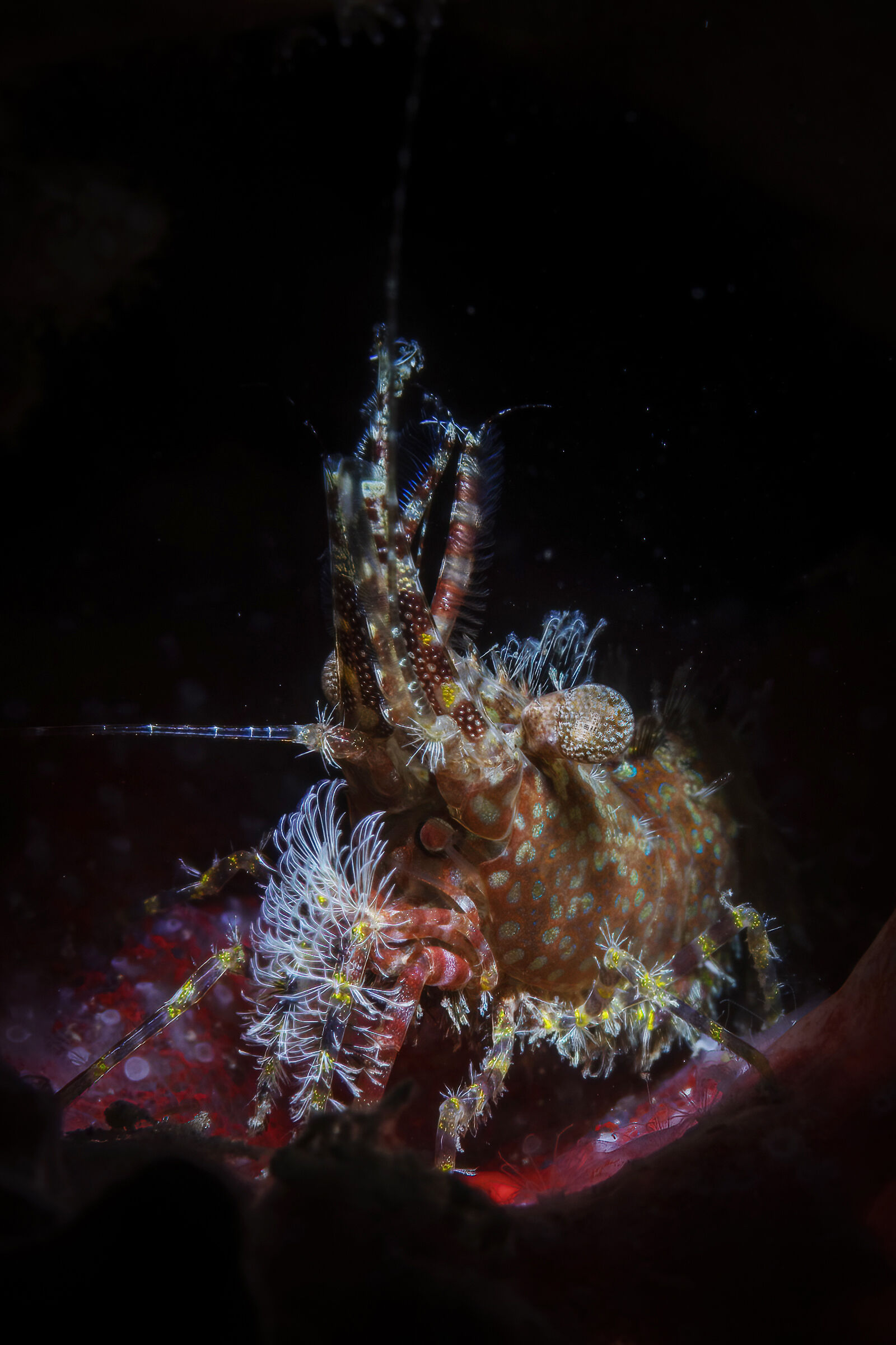 Saron shrimp - Saron marmoratus, or common marble shrim