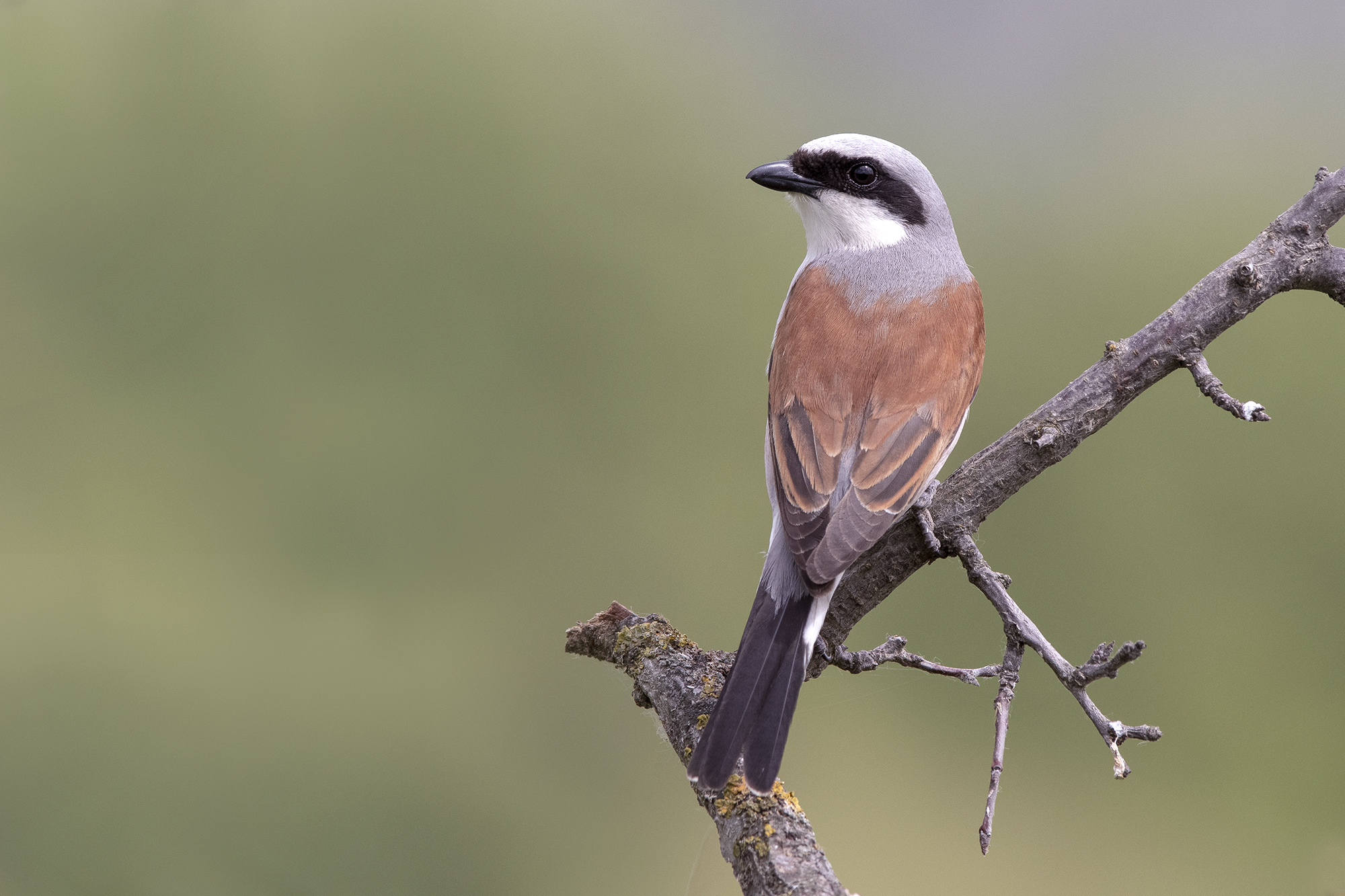 Averla piccola maschio