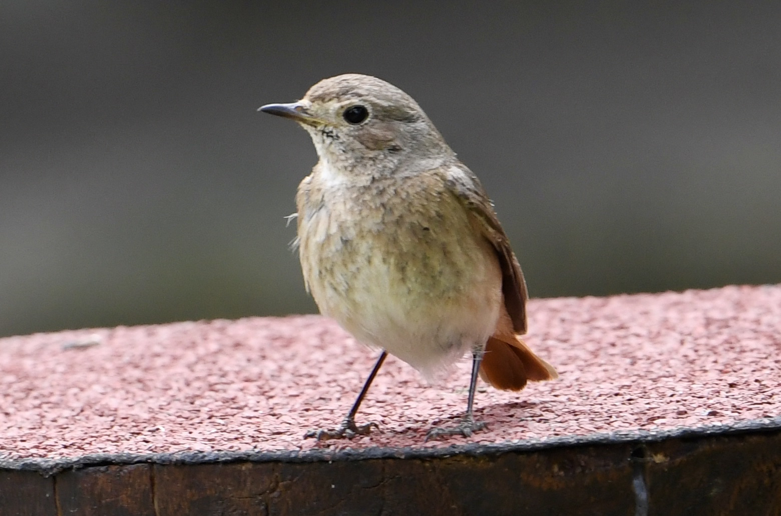 Female codirosso