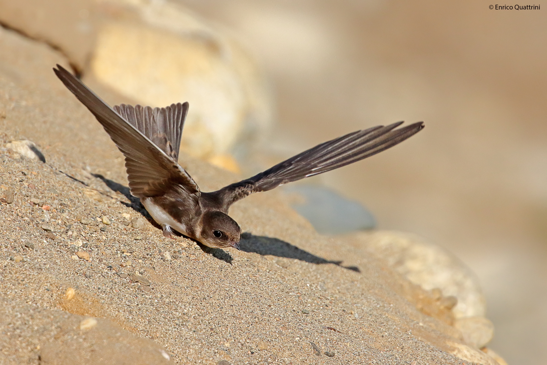 bank swallow