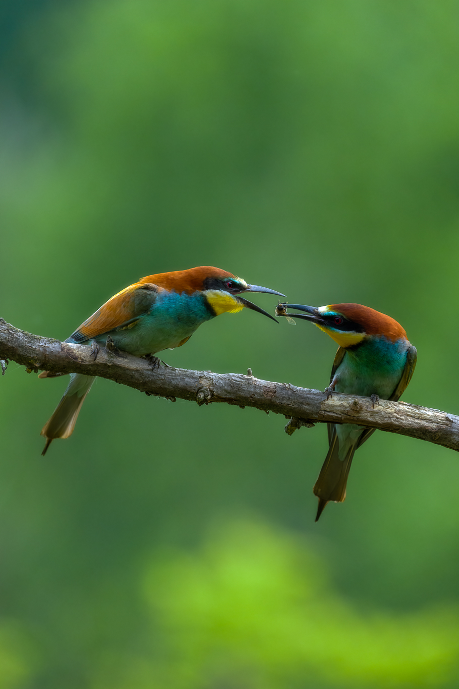 Exchange of the gift