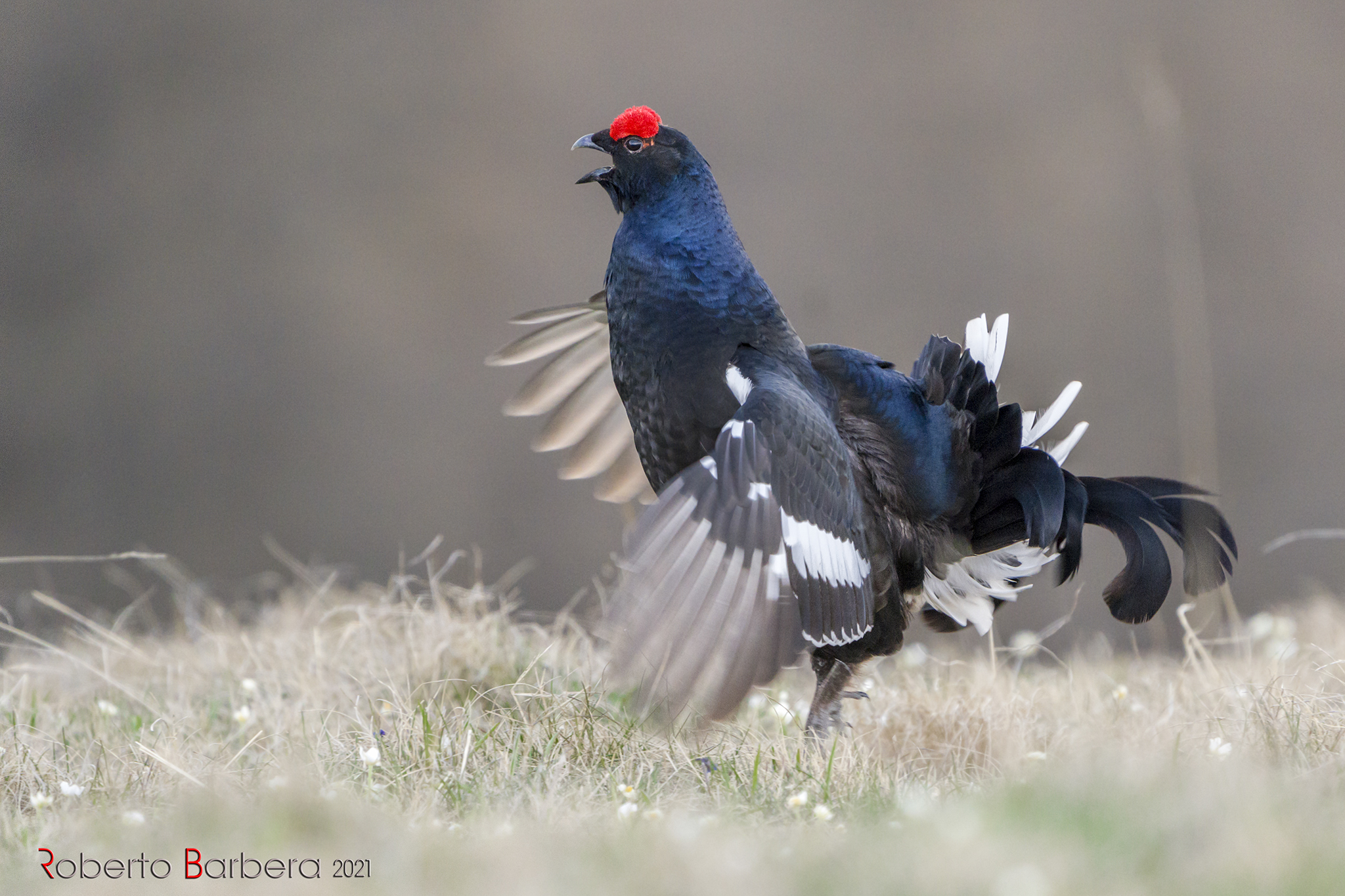 salto e soffio...scccuiit