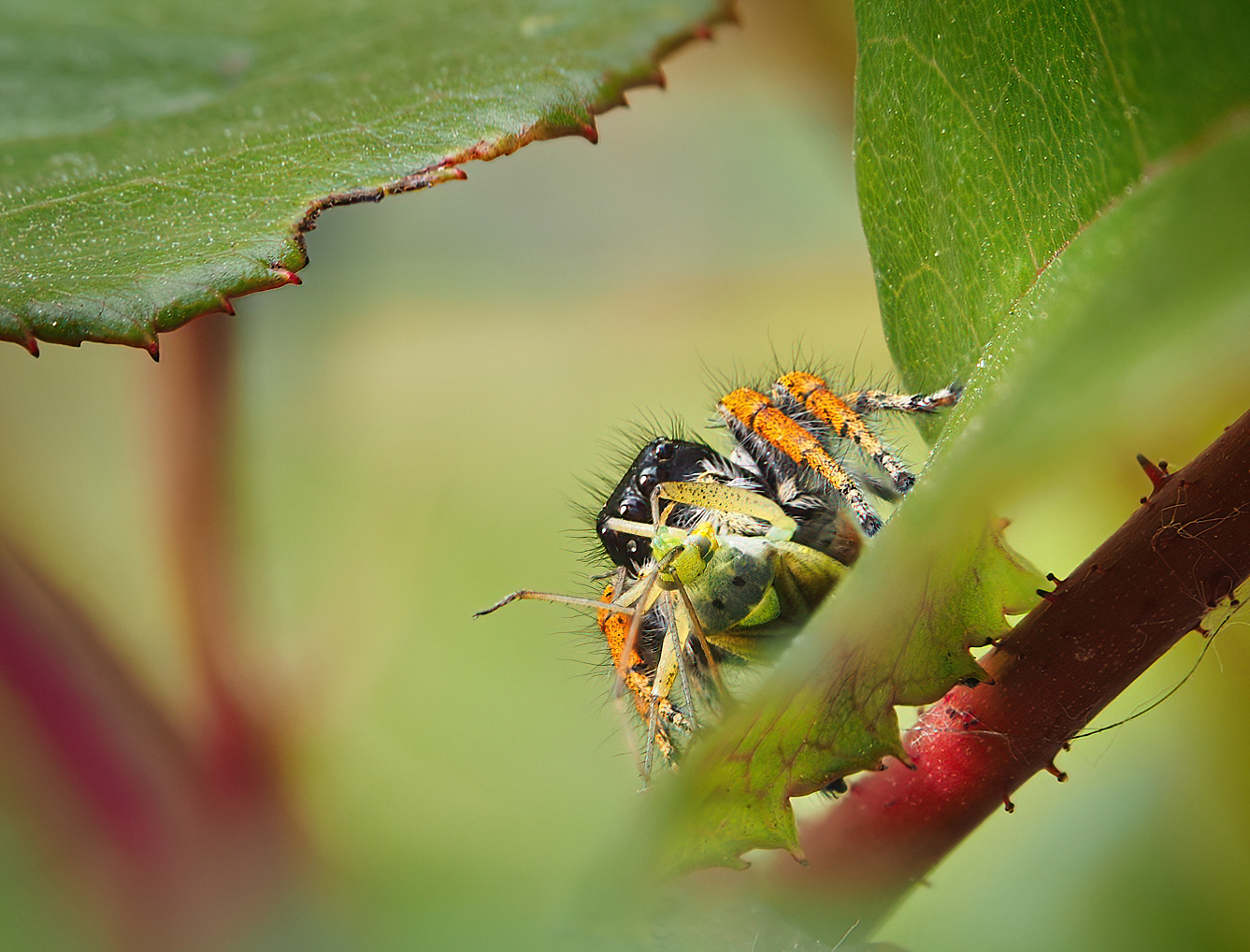 Philaeus chrysops male with prey