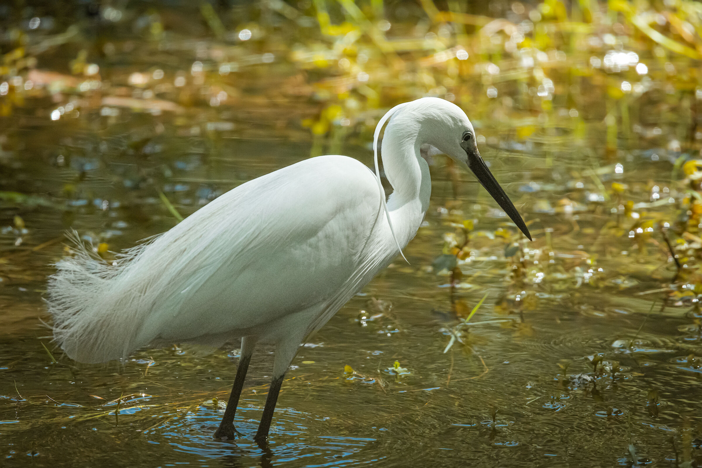 Egretta garzetta n.3