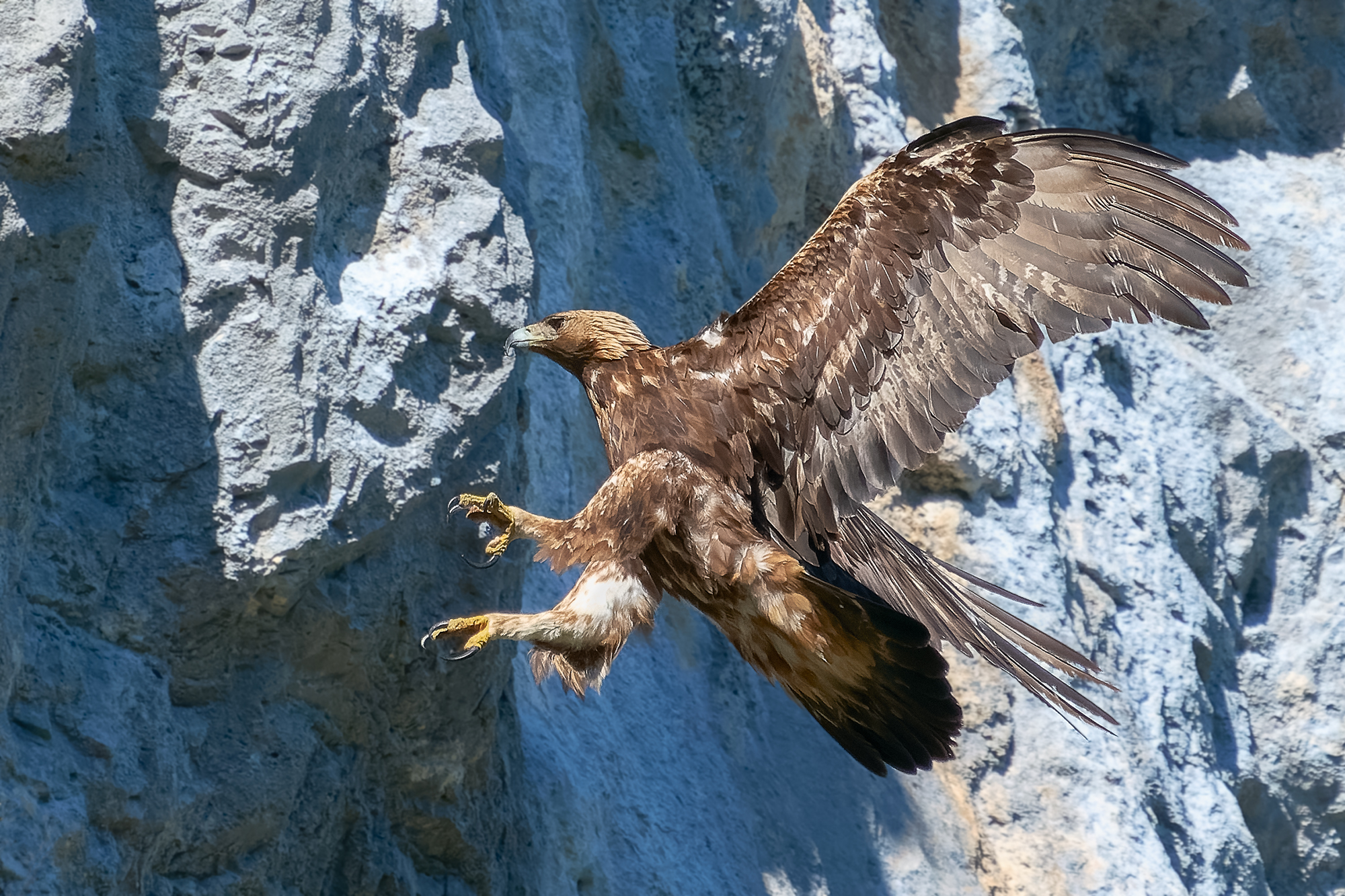 golden eagle