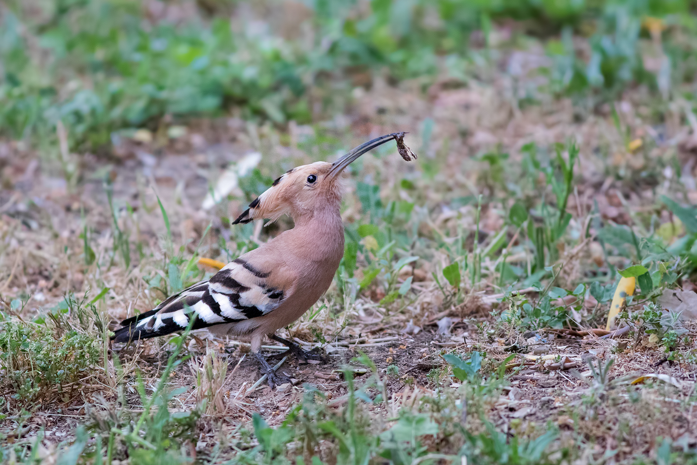 hoopoe