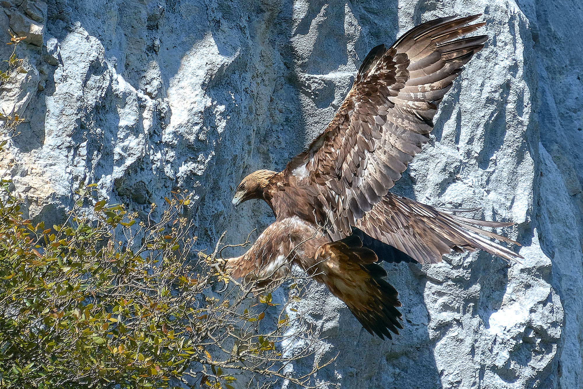 golden eagle