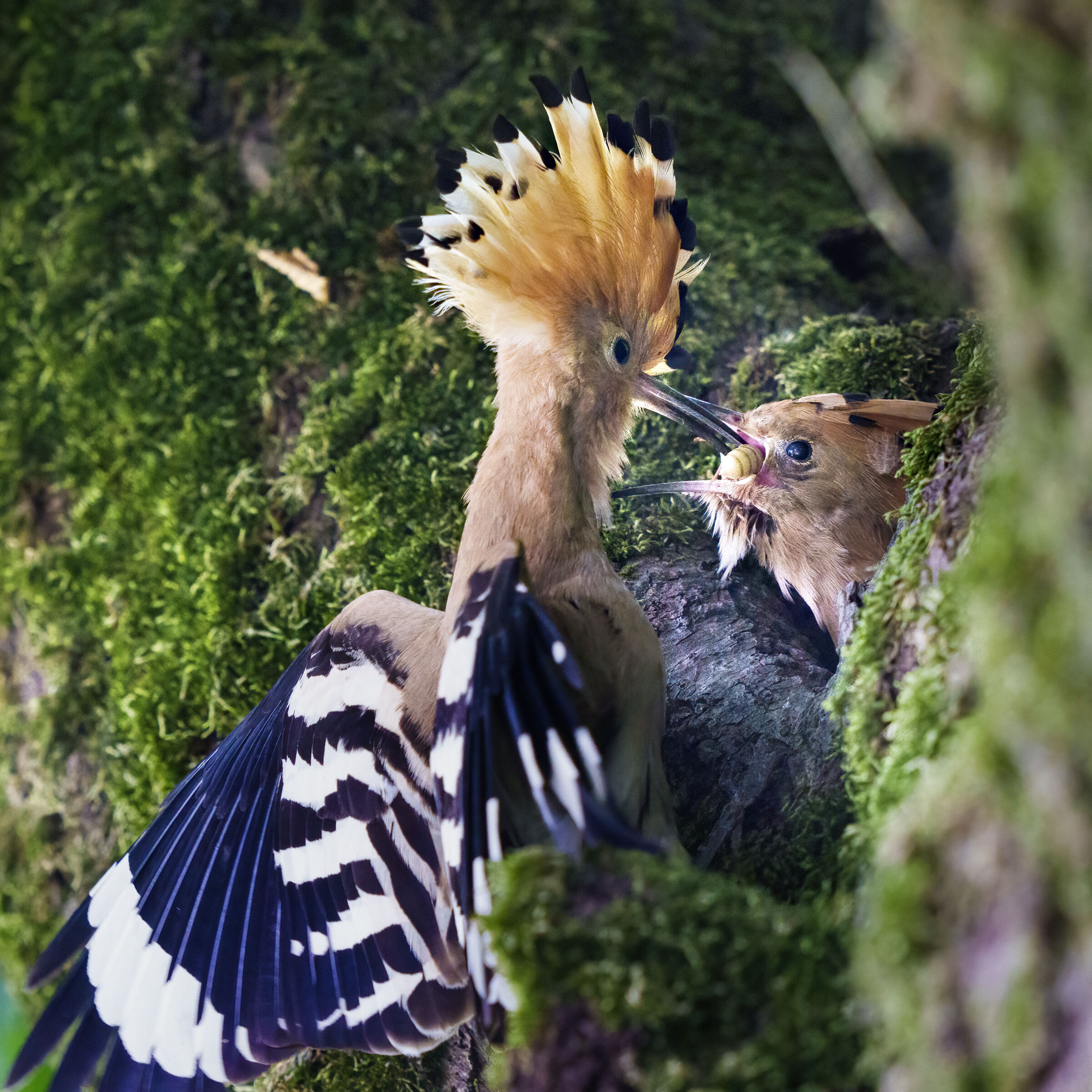 hoopoe