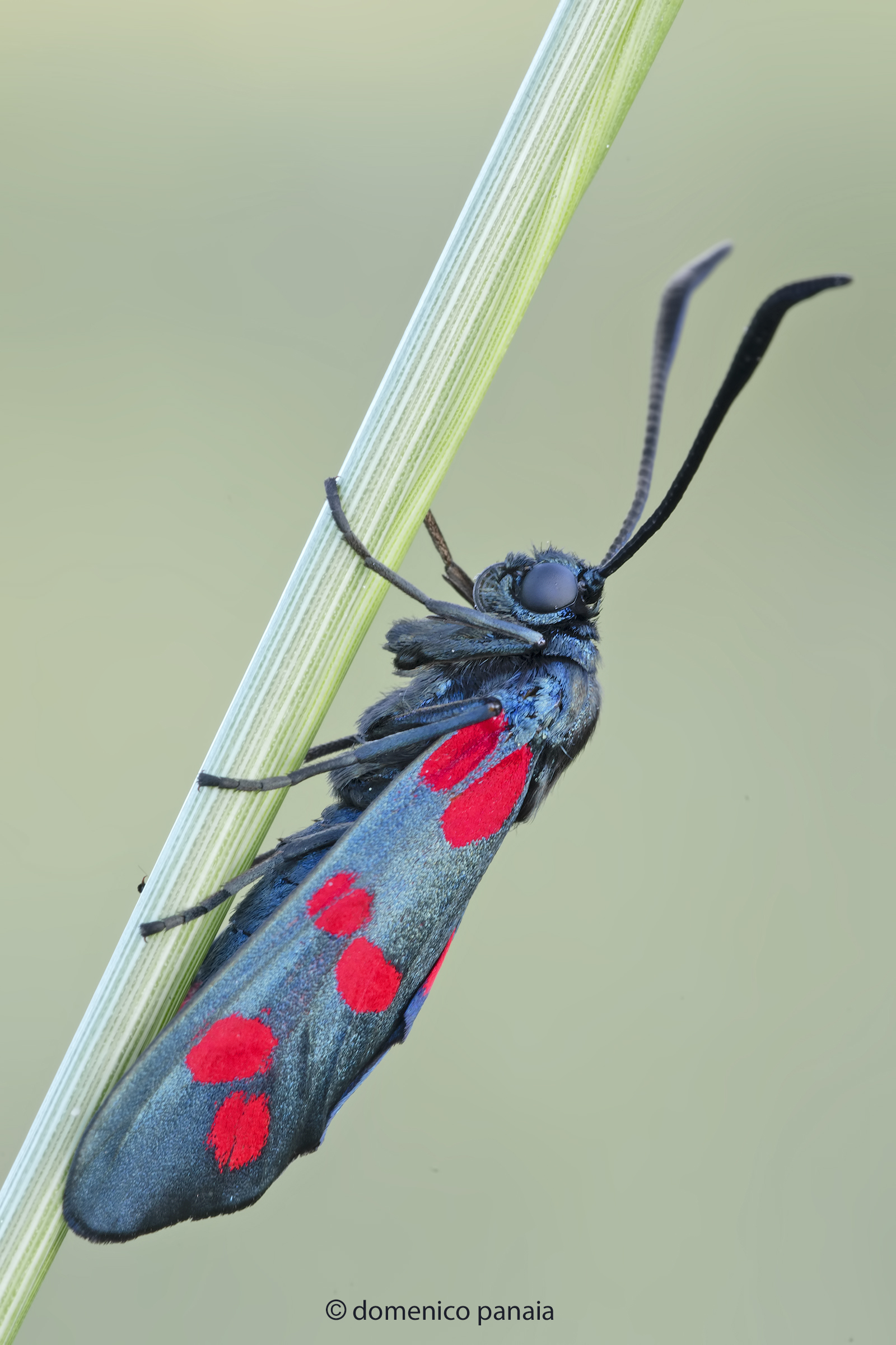 zygaena filipendulae