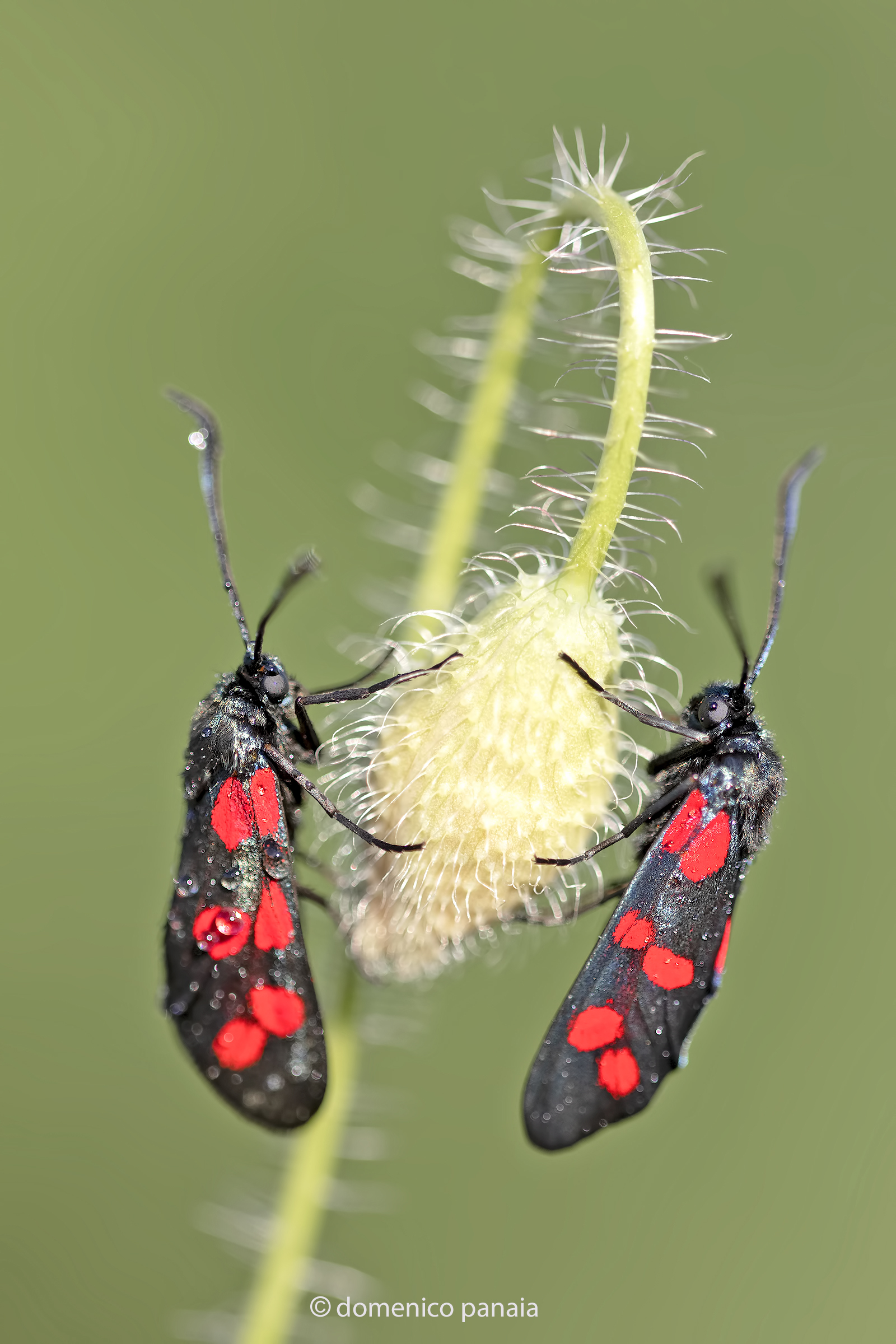 zygaena filipendulae