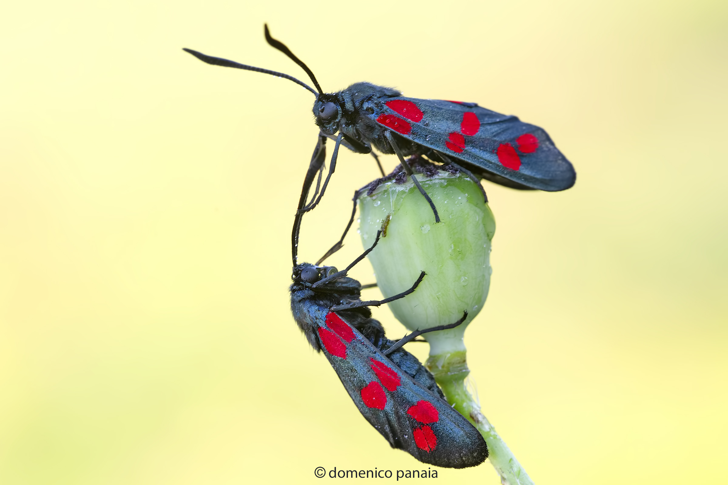 zygaena filipendulae