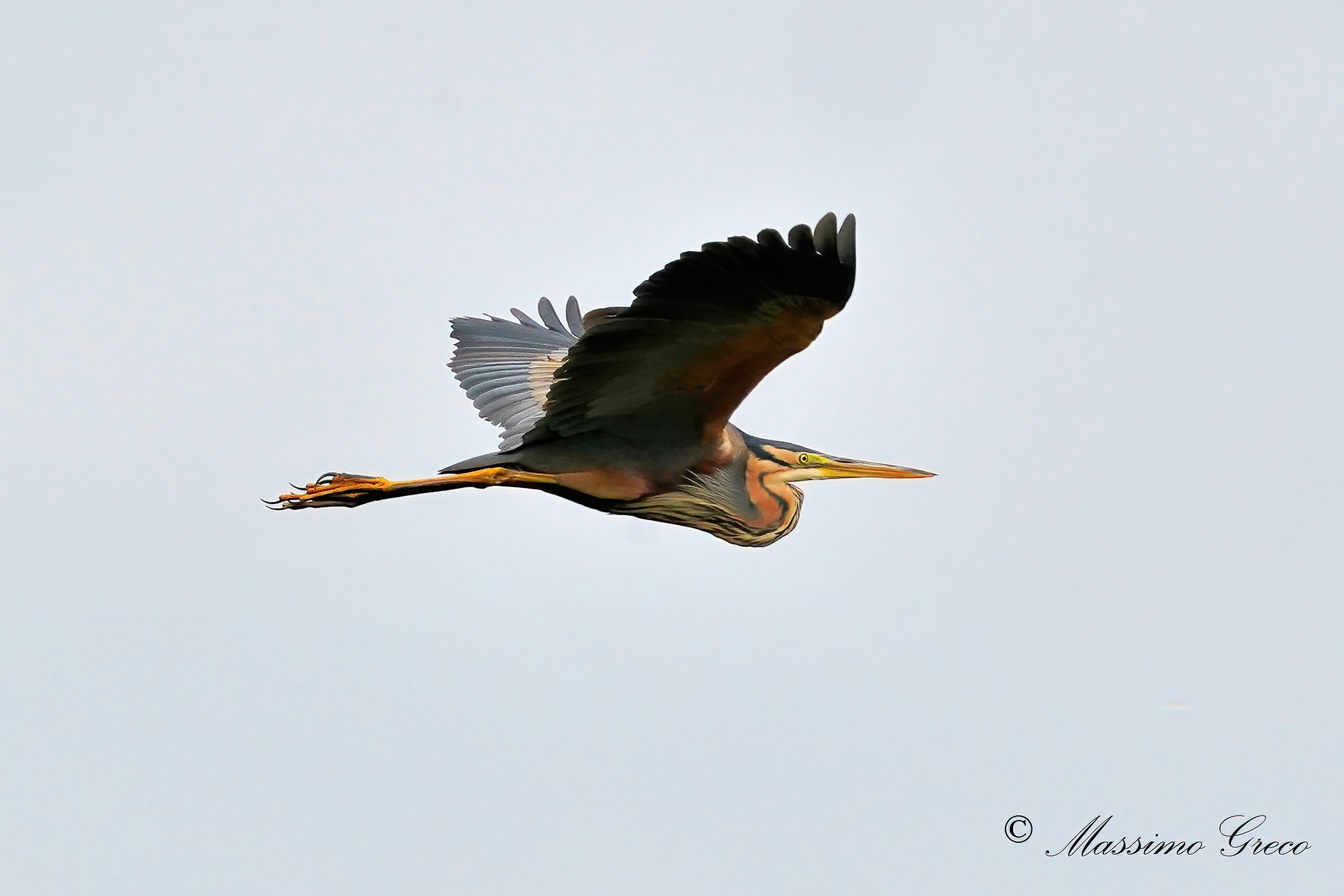 Airone rosso (Ardea purpurea)